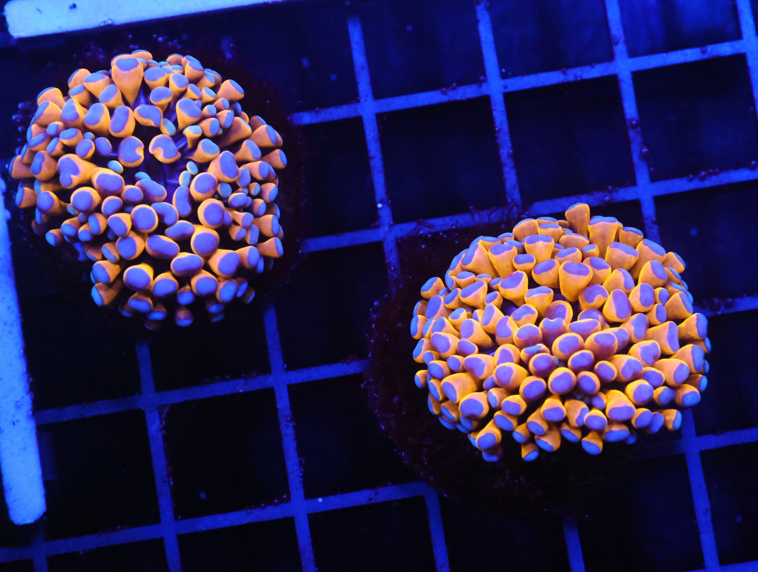 D54 - 2PK MALAYSIAN TORCH 24K GOLD 2 HEAD TOTAL