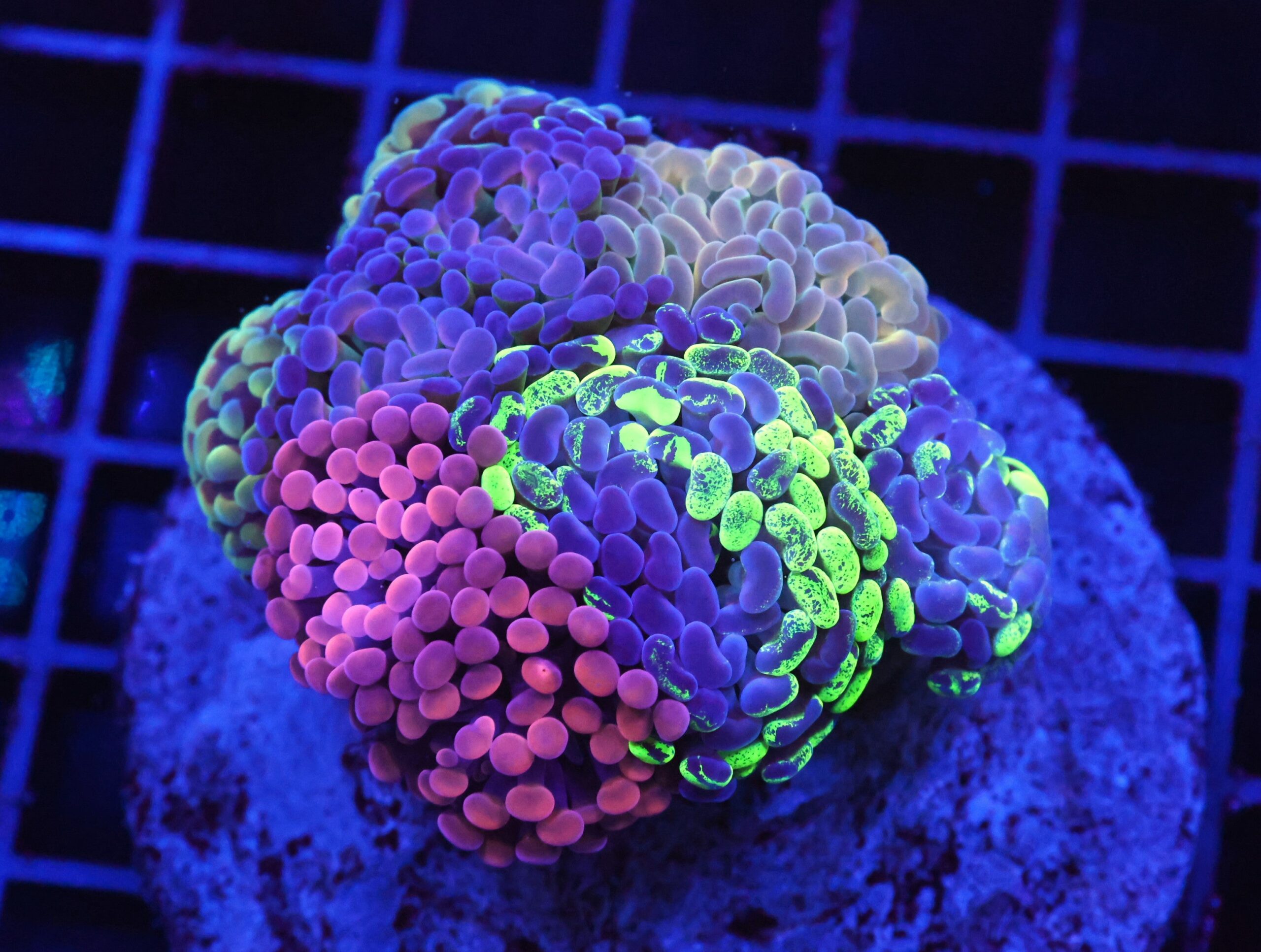 D63 - INDO HAMMER BRANCH RAINBOW GARDEN 9 HEAD