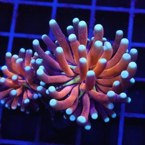 D64 - MALAYSIAN TORCH GOLD TIGER 2 HEAD