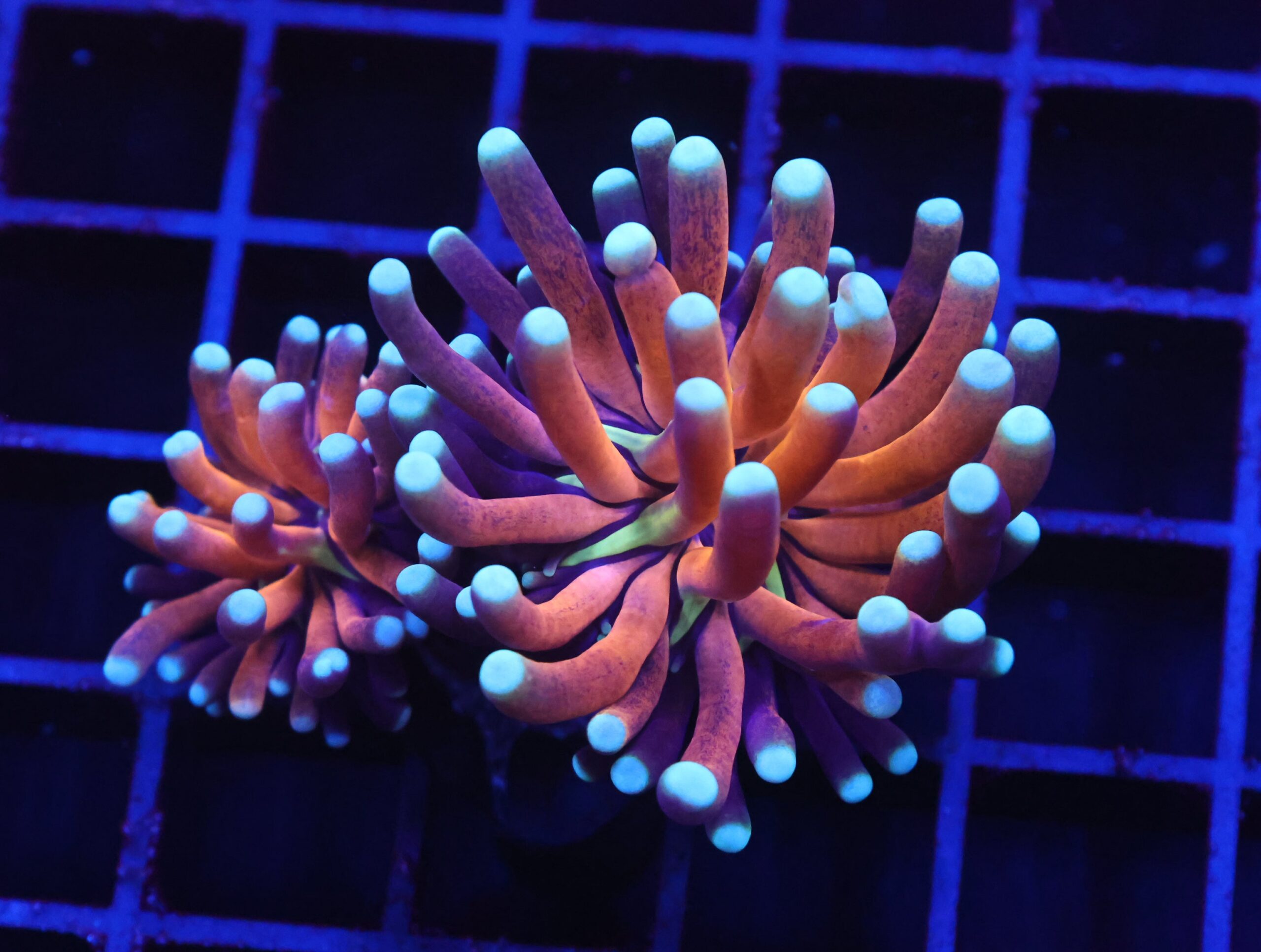 D64 - MALAYSIAN TORCH GOLD TIGER 2 HEAD