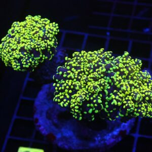 D66 - INDO FROGSPAWN BRANCH GAMMA RAY 3 HEAD