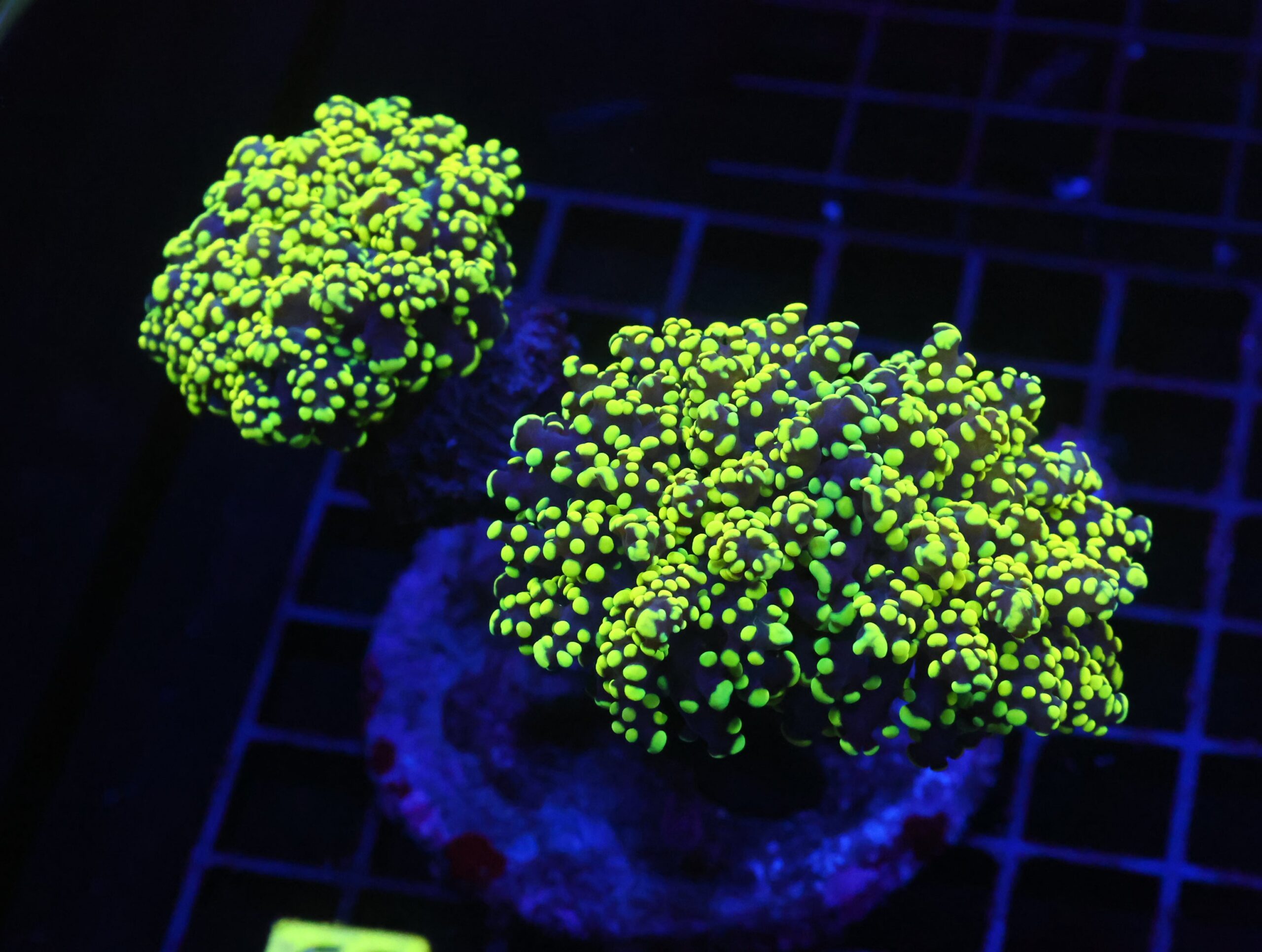 D66 - INDO FROGSPAWN BRANCH GAMMA RAY 3 HEAD