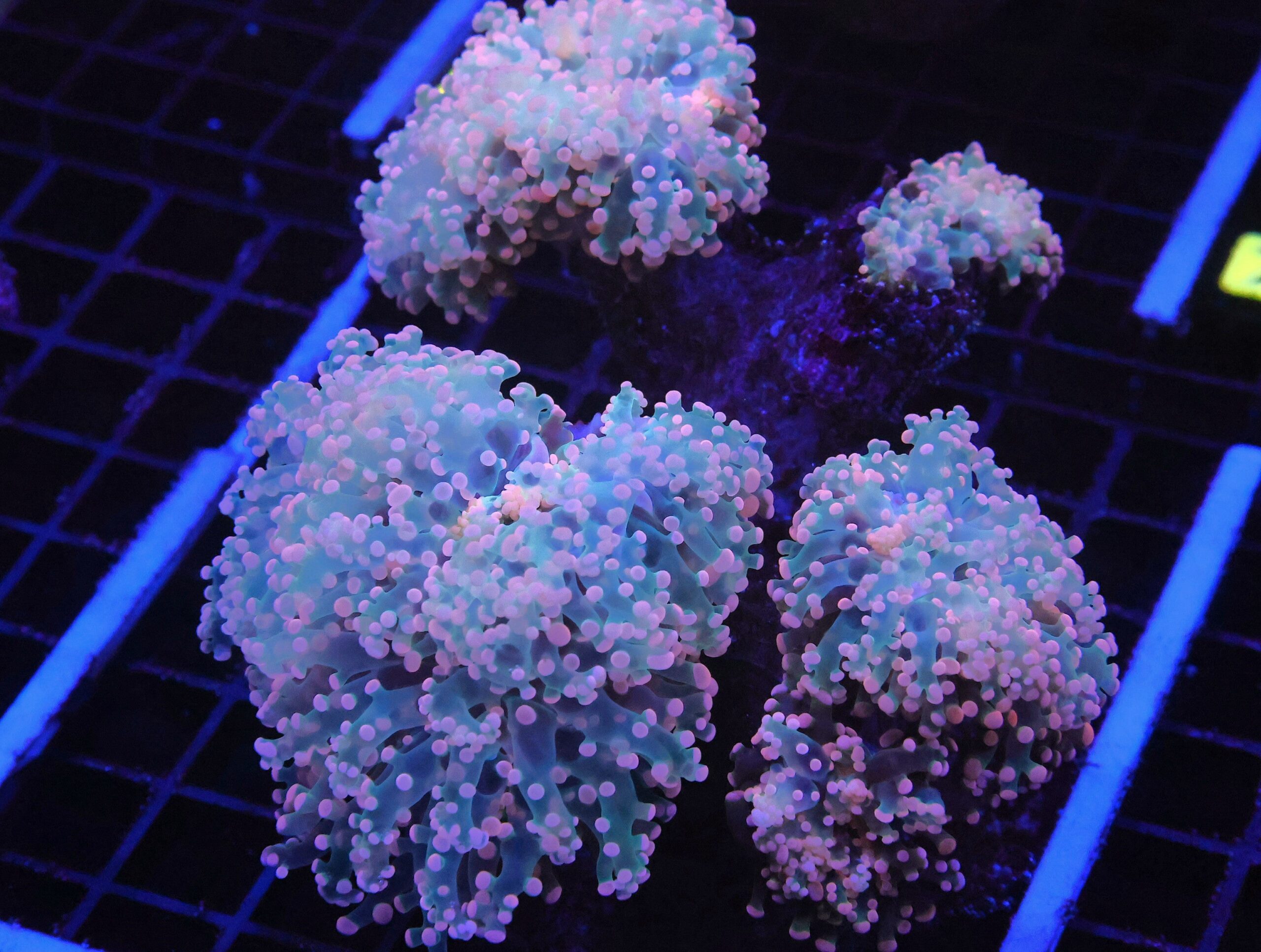 D67 - INDO FROGSPAWN BRANCH PEACH 6 HEAD