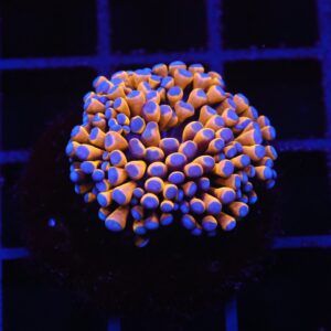 D68 - MALAYSIAN TORCH 24K GOLD 1 HEAD