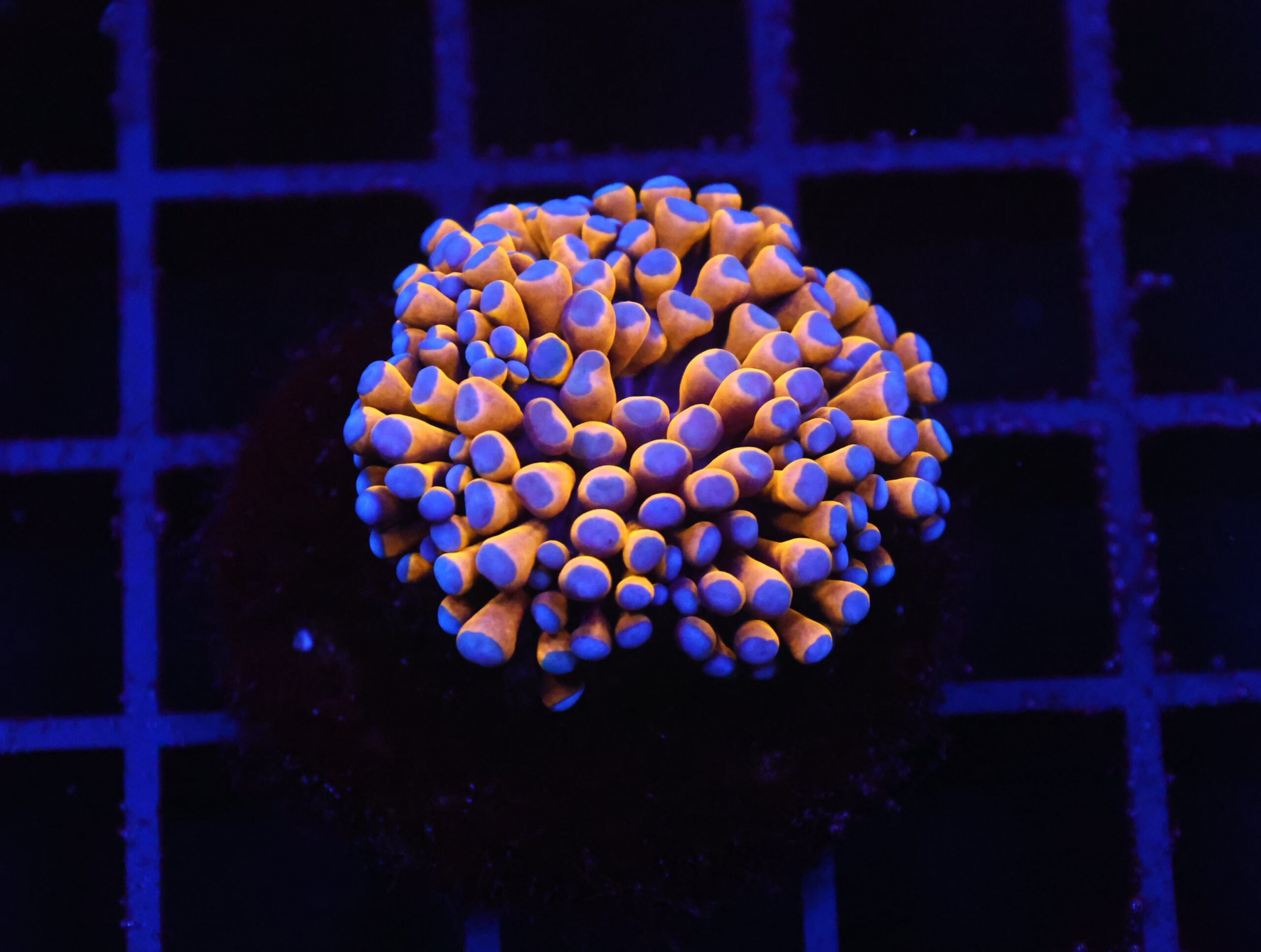 D68 - MALAYSIAN TORCH 24K GOLD 1 HEAD