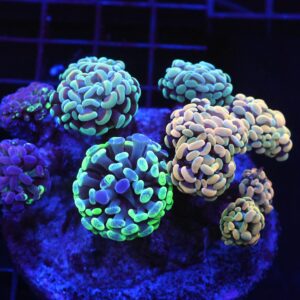 D71 - INDO HAMMER BRANCH RAINBOW GARDEN 10 HEAD