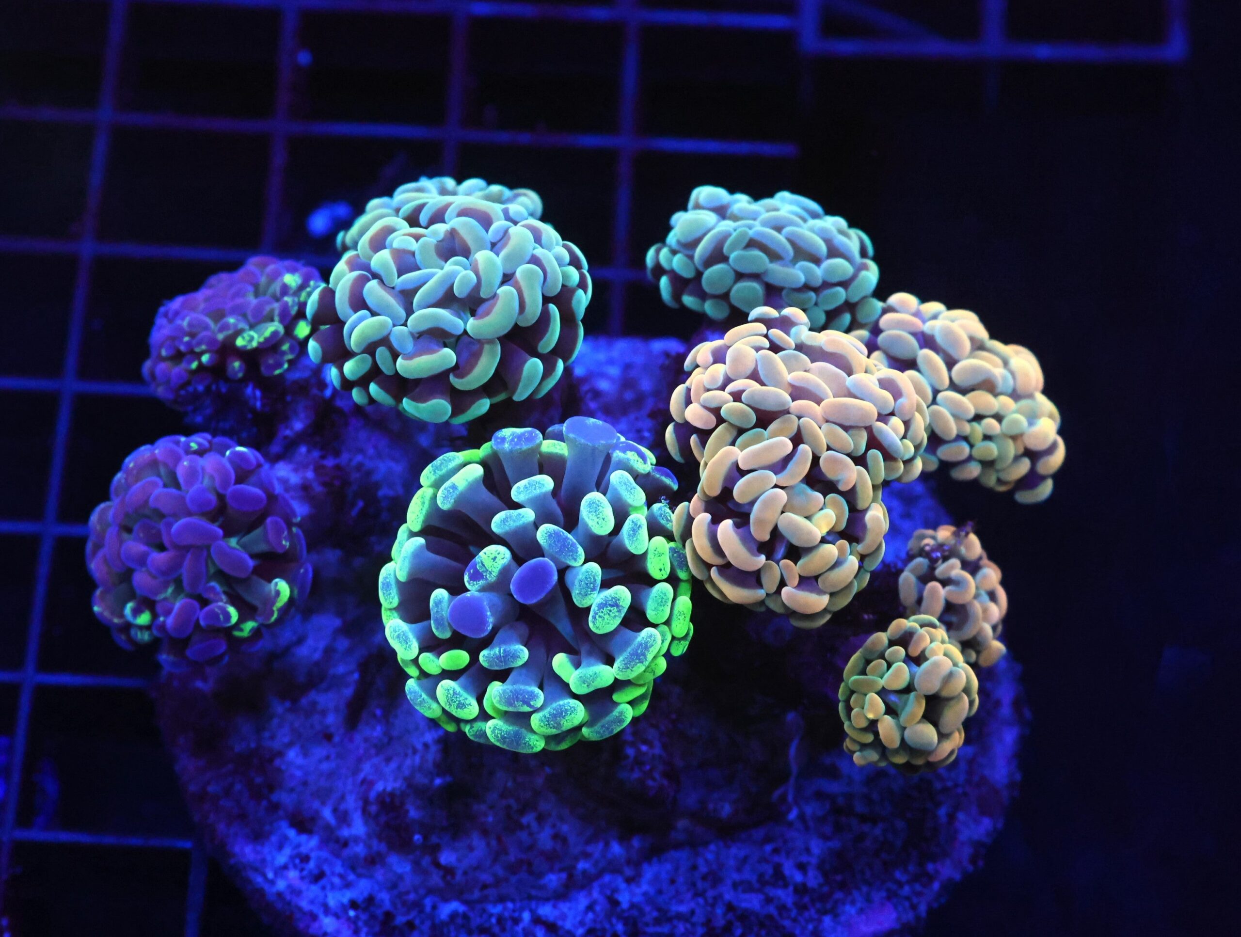 D71 - INDO HAMMER BRANCH RAINBOW GARDEN 10 HEAD