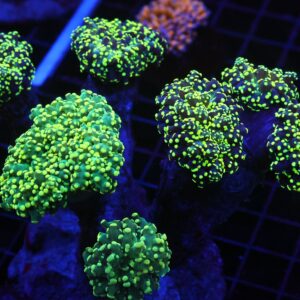 D73 - INDO FROGSPAWN BRANCH GAMMA RAY 7 HEAD