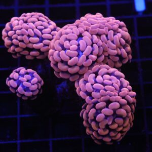 D74 - INDO HAMMER BRANCH ORANGE 5 HEAD