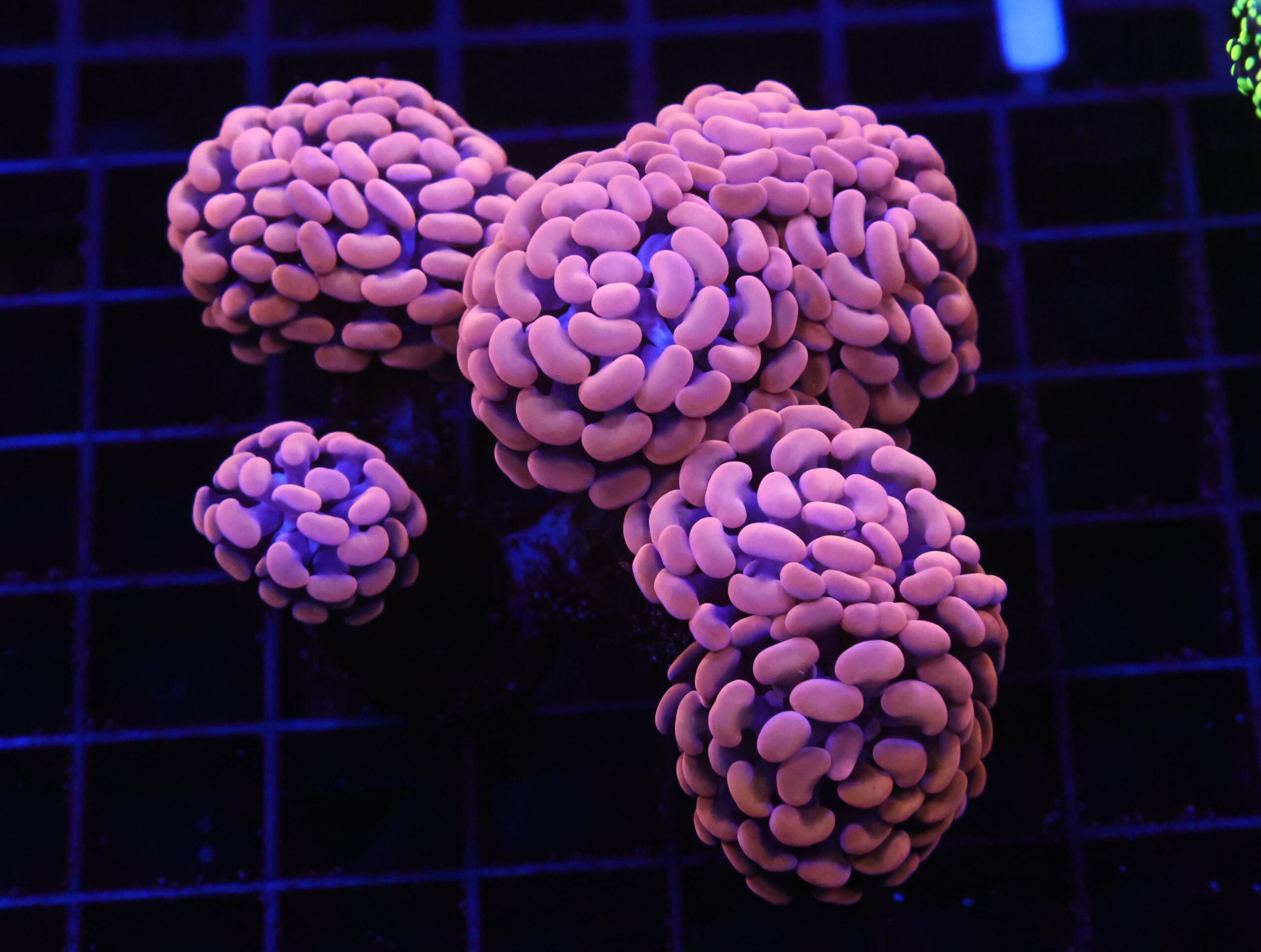 D74 - INDO HAMMER BRANCH ORANGE 5 HEAD