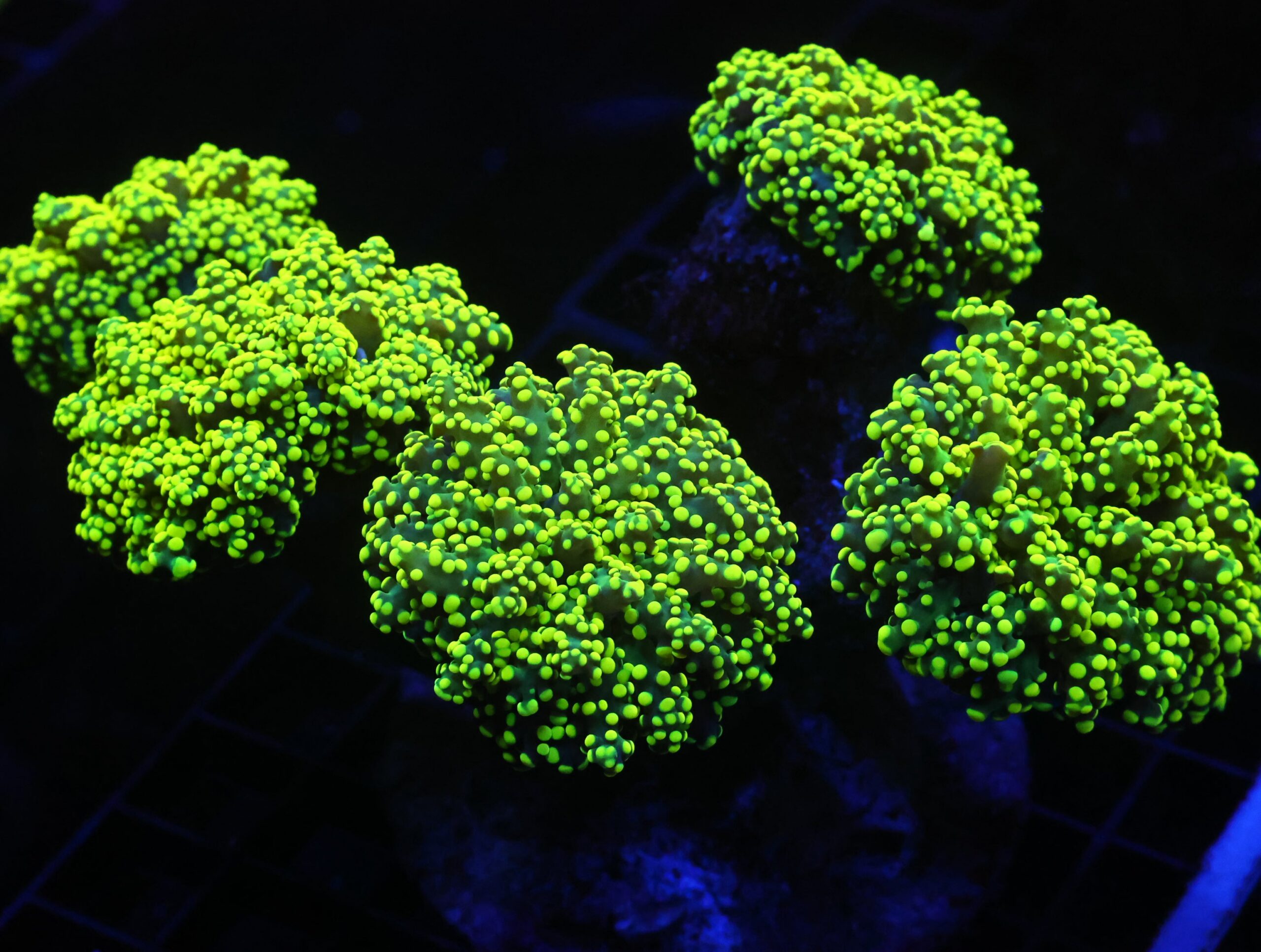 D75 - INDO FROGSPAWN BRANCH GAMMA RAY 5 HEAD