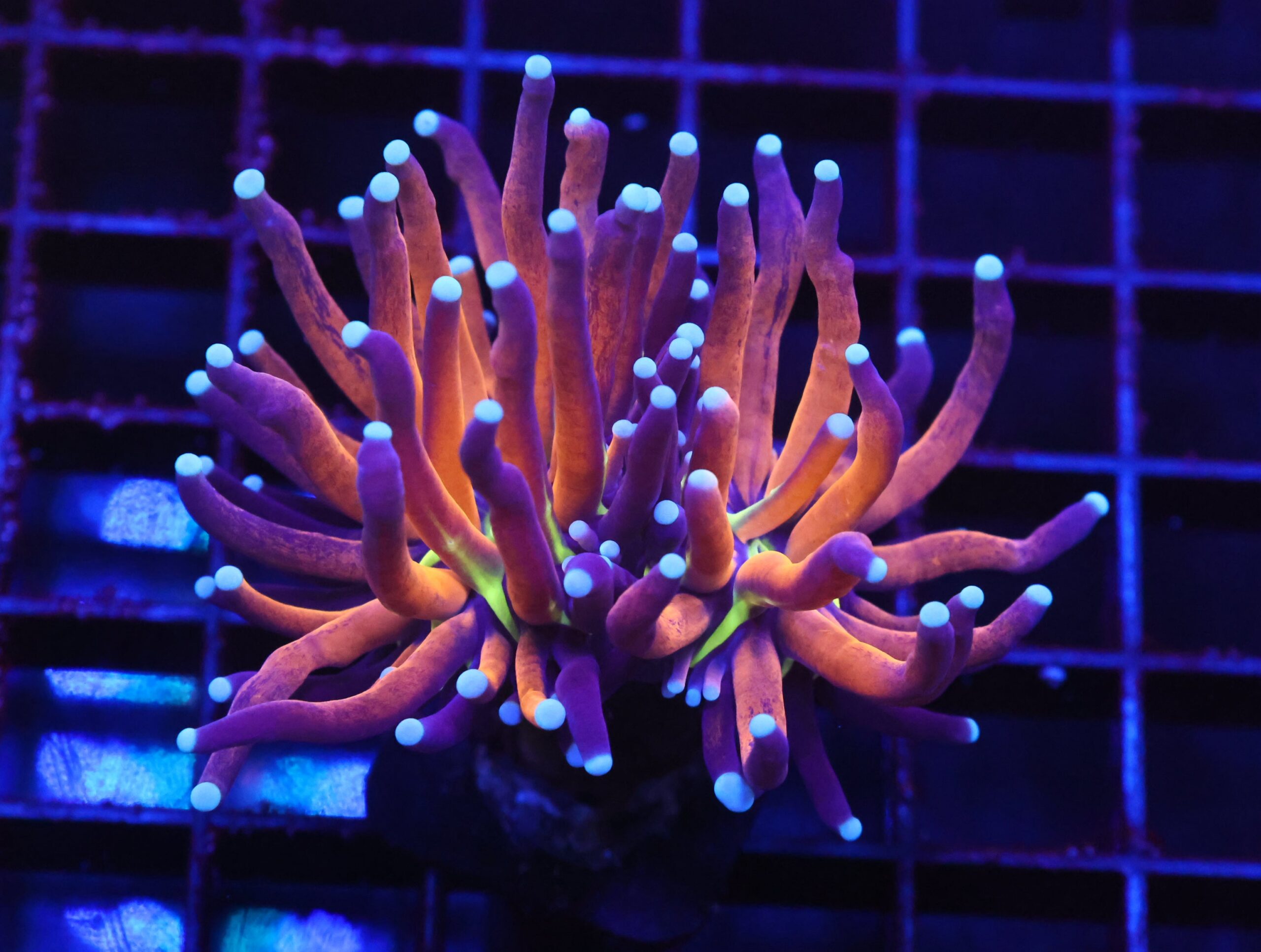 D76 - MALAYSIAN TORCH GOLD TIGER 2 HEAD