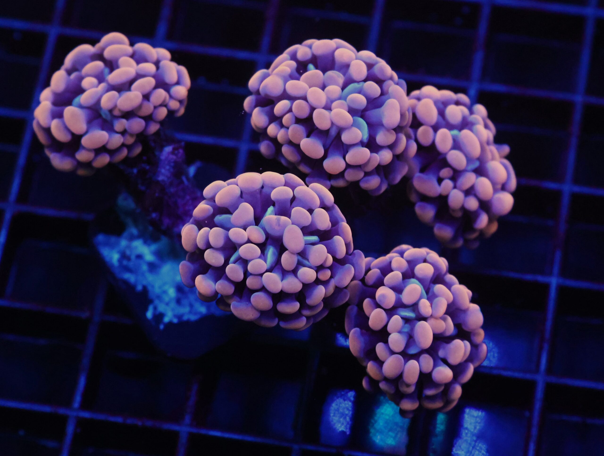 D80 - INDO HAMMER BRANCH ORANGE 5 HEAD