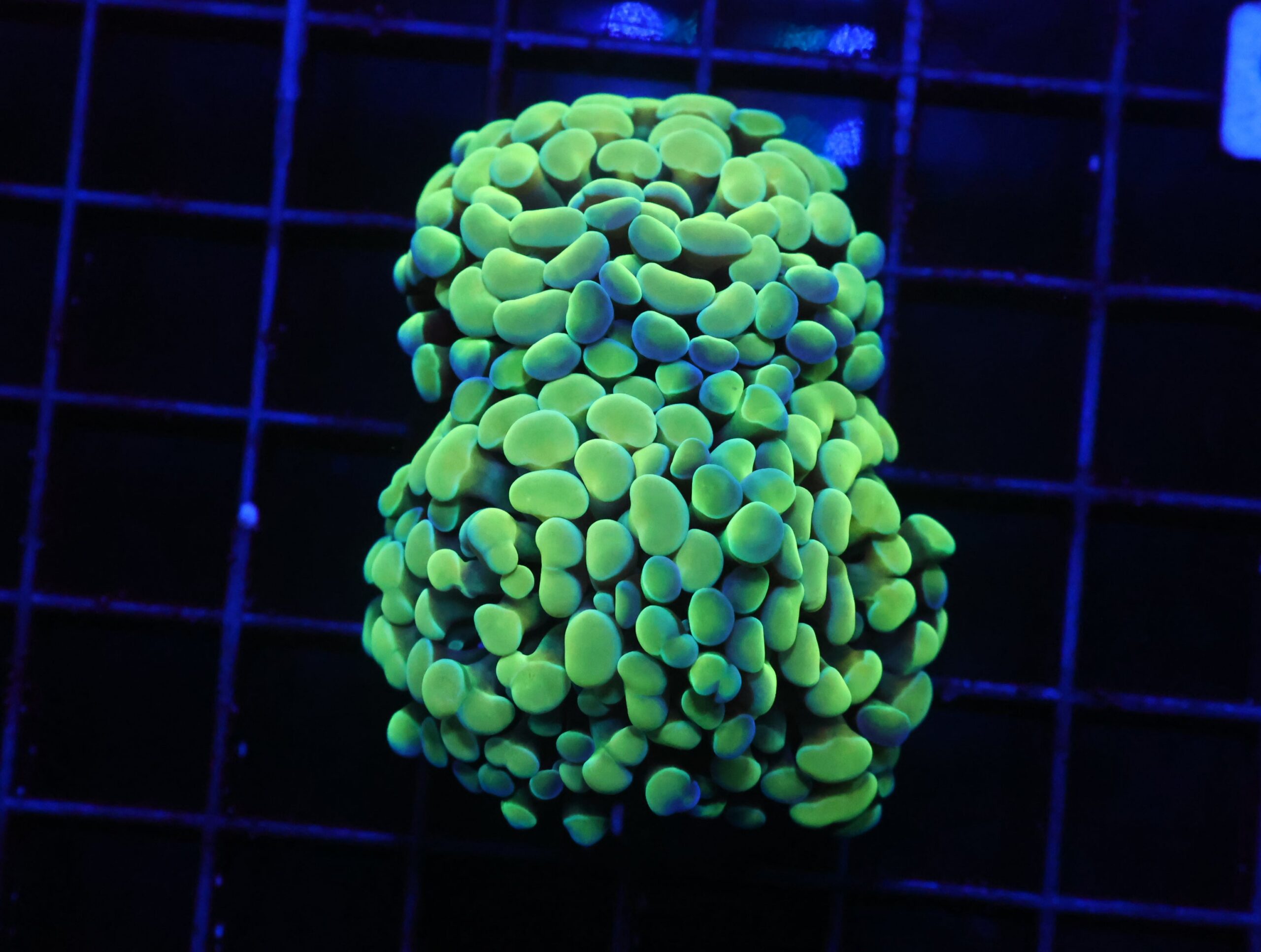 D86 - INDO HAMMER BRANCH GOLD 2 HEAD