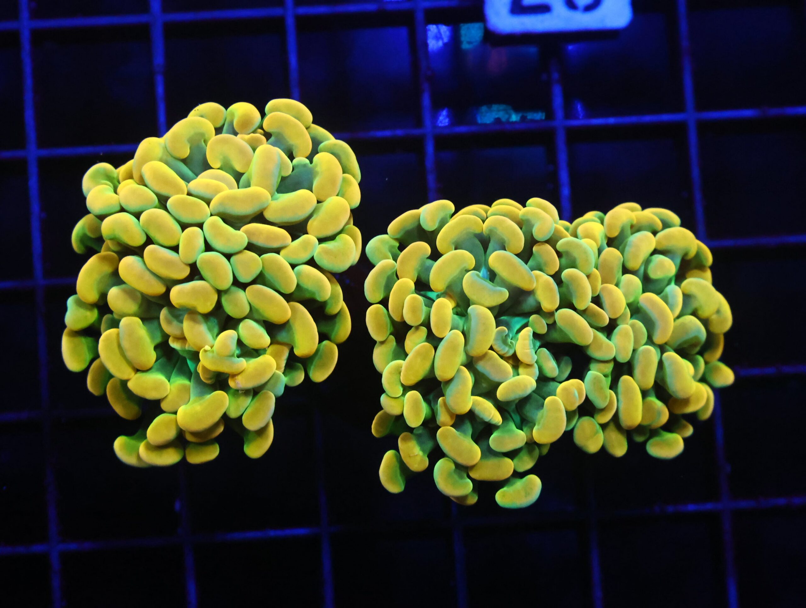 D87 - INDO HAMMER BRANCH HOLY GRAIL 3 HEAD