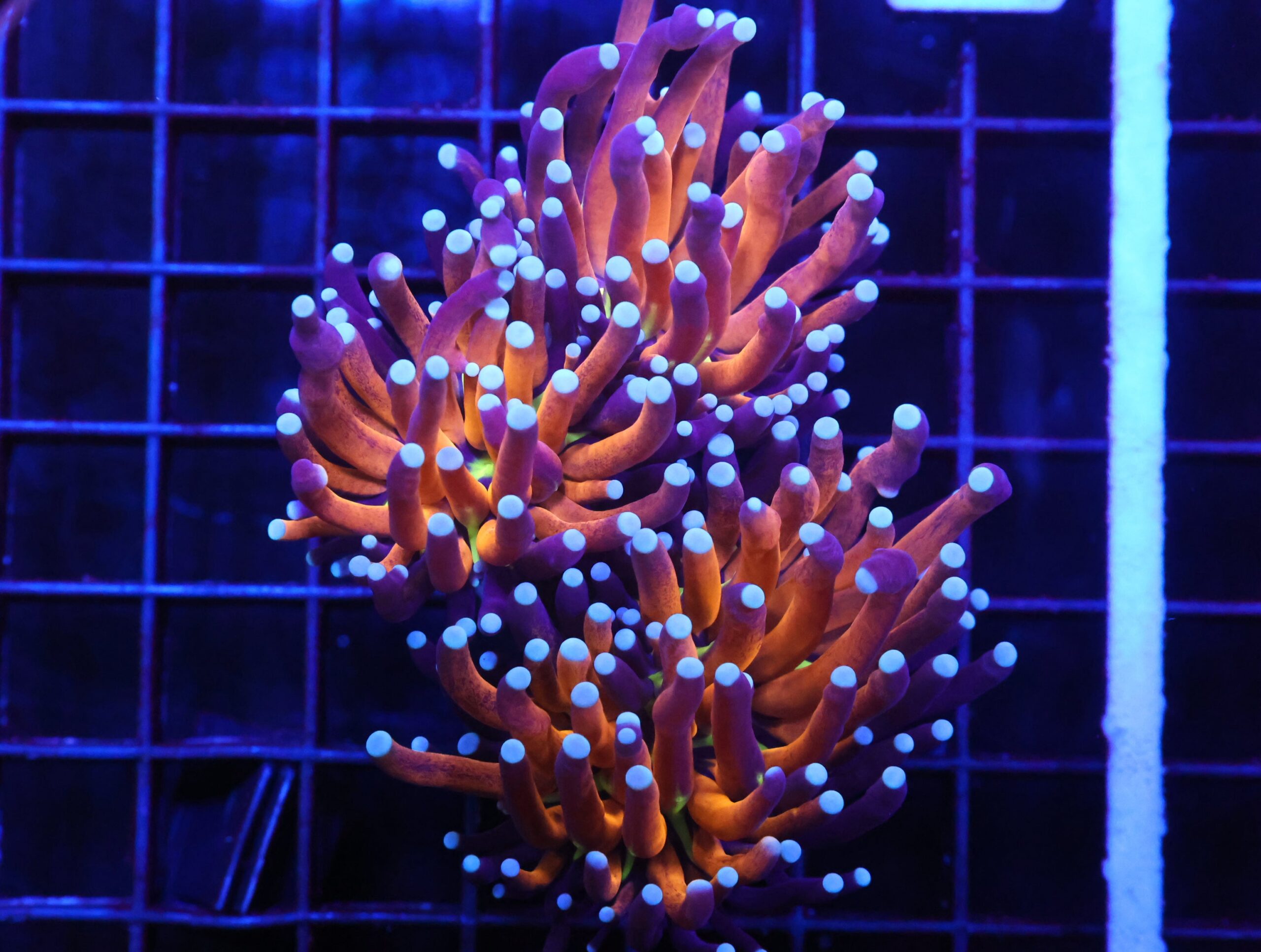 D90 - MALAYSIAN TORCH GOLD TIGER 2 HEAD