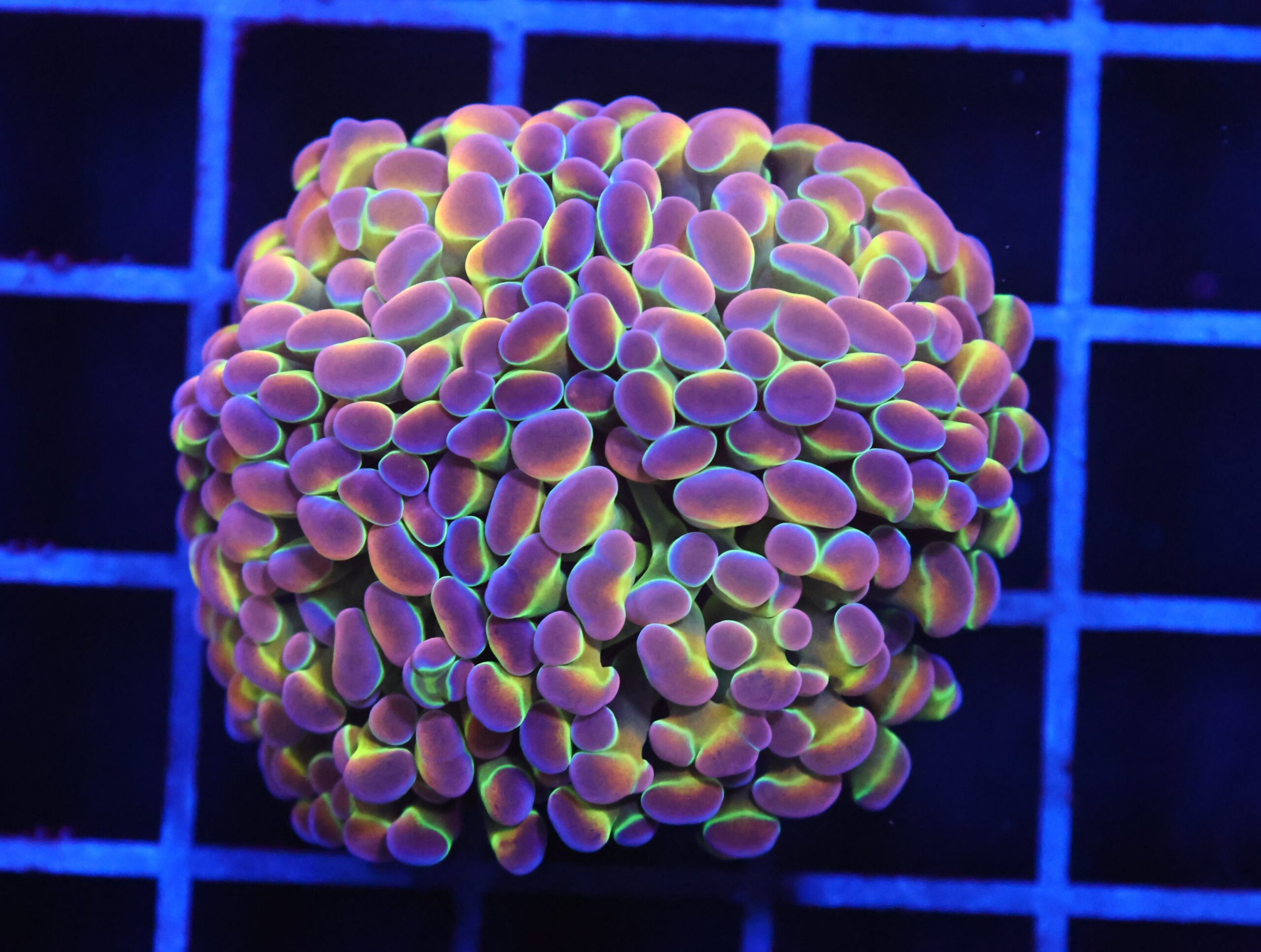 D92 - INDO HAMMER BRANCH TRUE HOLOGRAM 3 HEAD