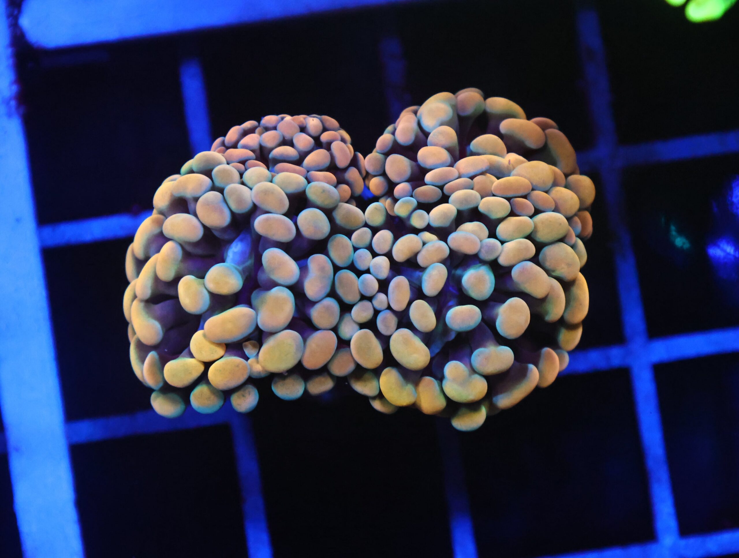 D93 - INDO HAMMER BRANCH GOLD 3 HEAD