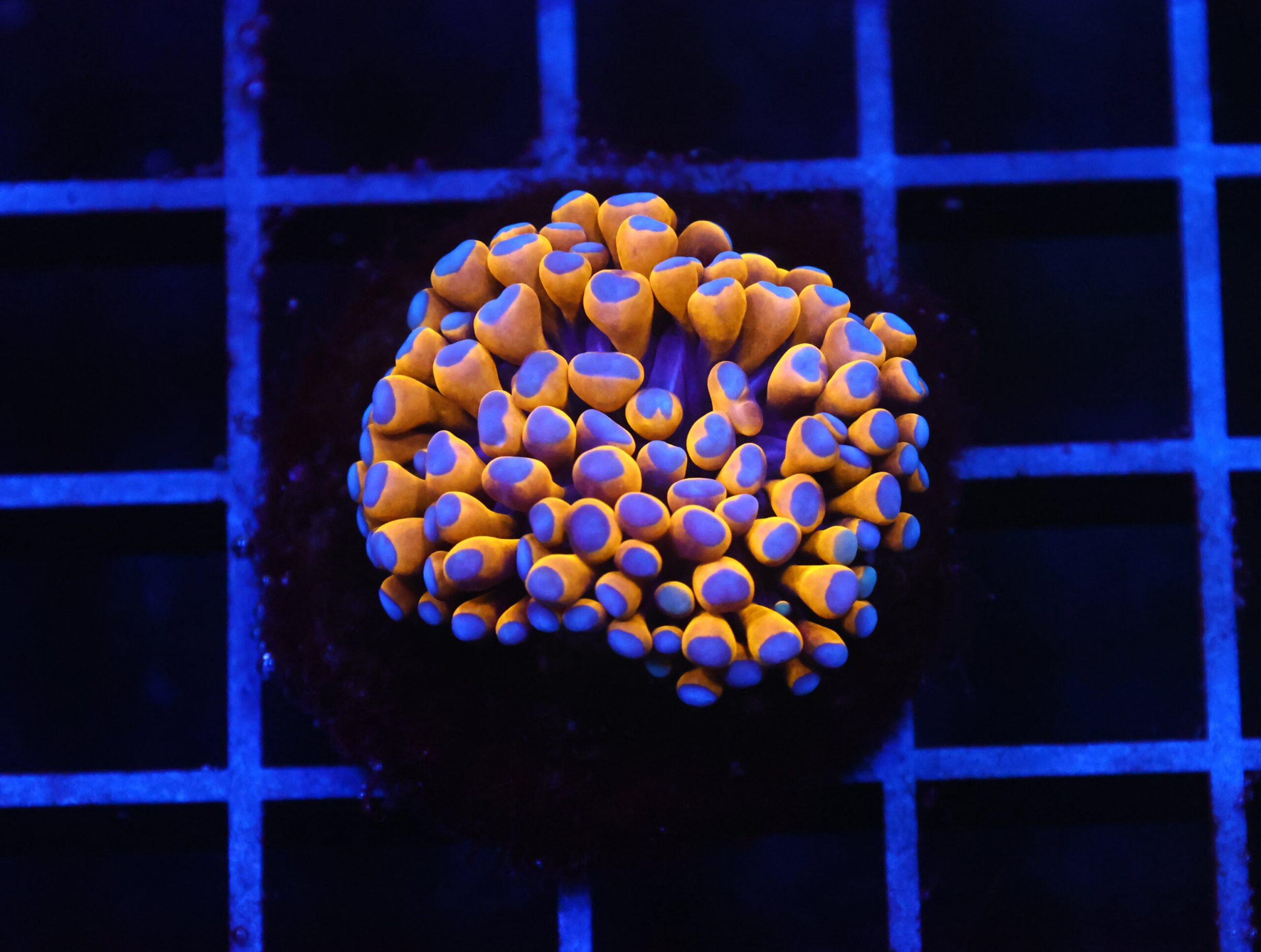 D97 - MALAYSIAN TORCH 24K GOLD 1 HEAD