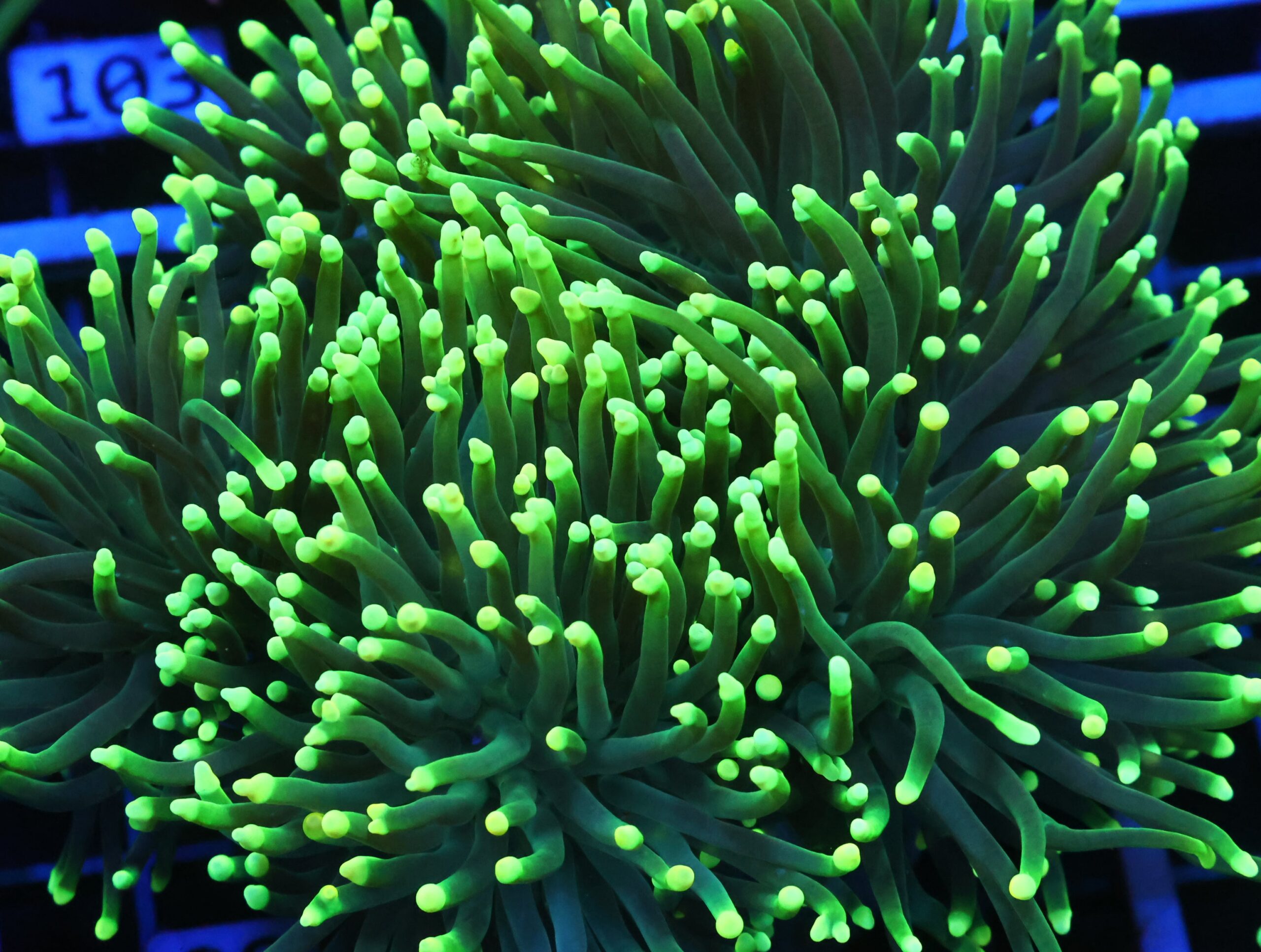 D98 - INDO TORCH GREEN 5 HEAD