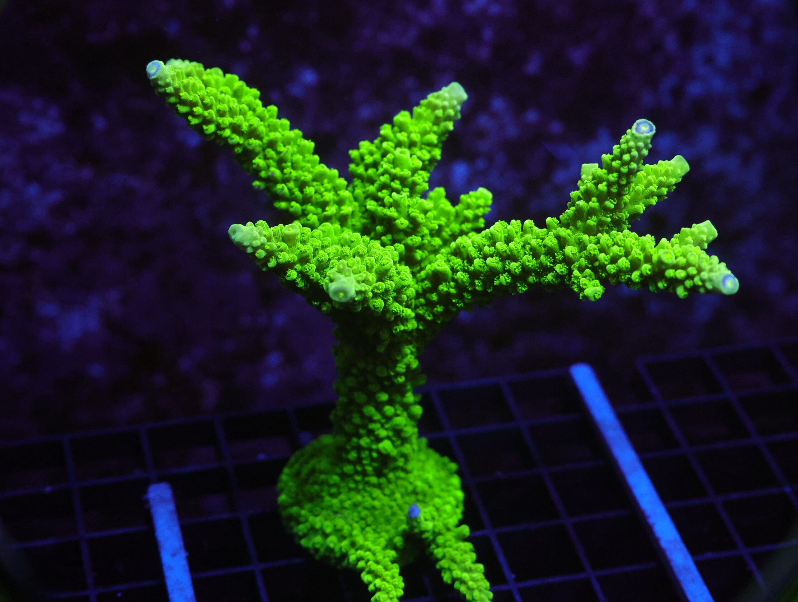 E06 - SDC BALI GREEN SLIMER ACRO COLONY