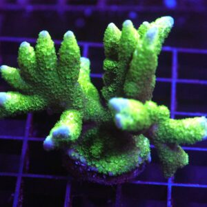 E100 - SDC BLACK FOREST MONTIPORA DIGI COLONY