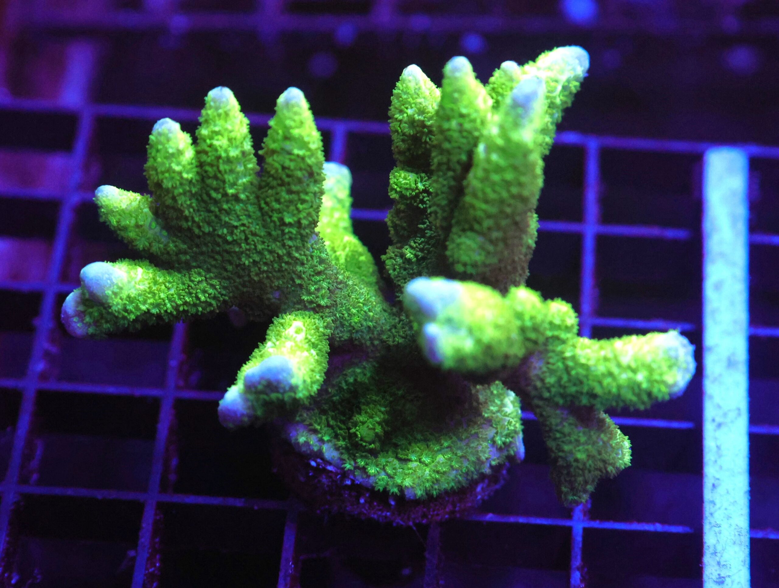 E100 - SDC BLACK FOREST MONTIPORA DIGI COLONY