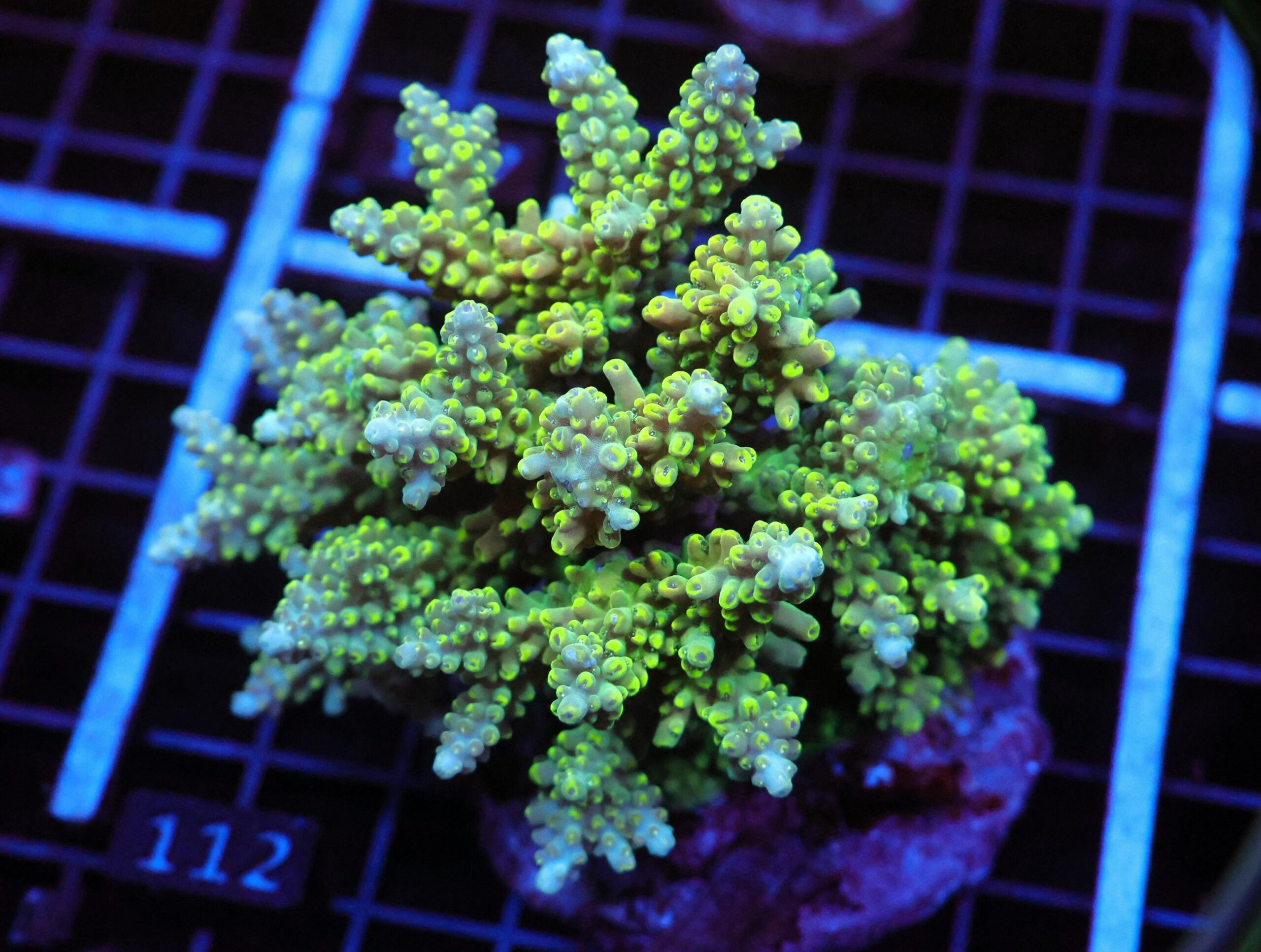 E112 - INDO ACRO PREMIUM CULTURED XL