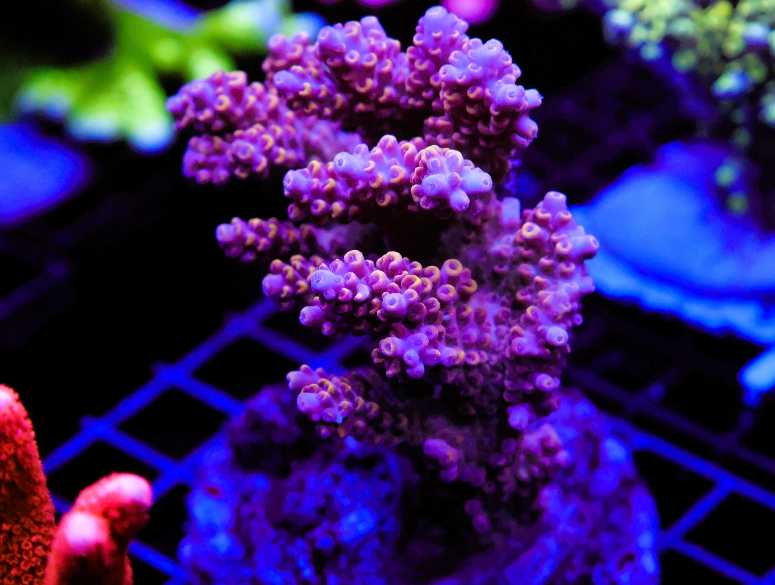 E121 - INDO ACRO PREMIUM CULTURED LG