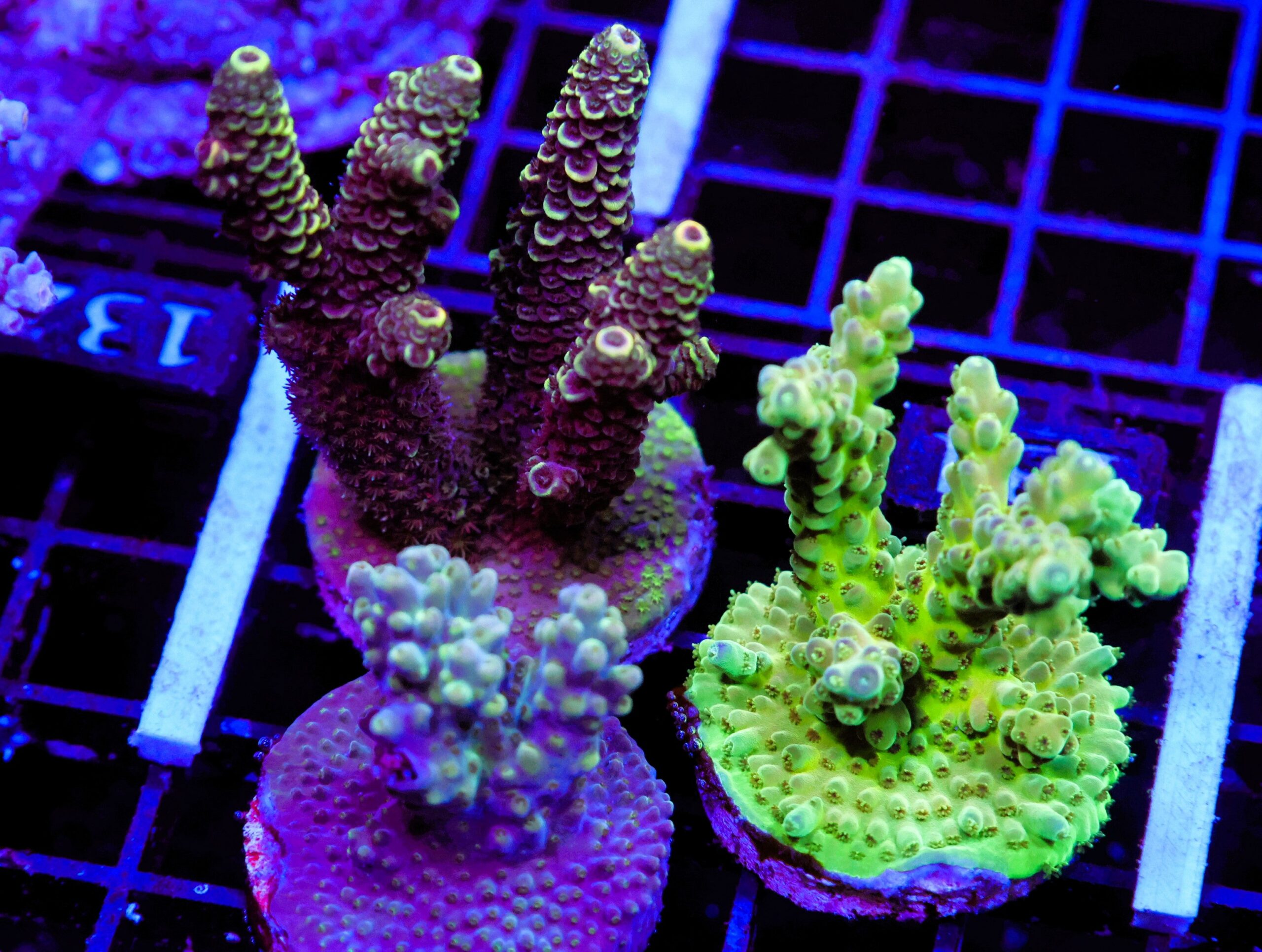 E131 - 3PK ACRO PREMIUM CULTURED