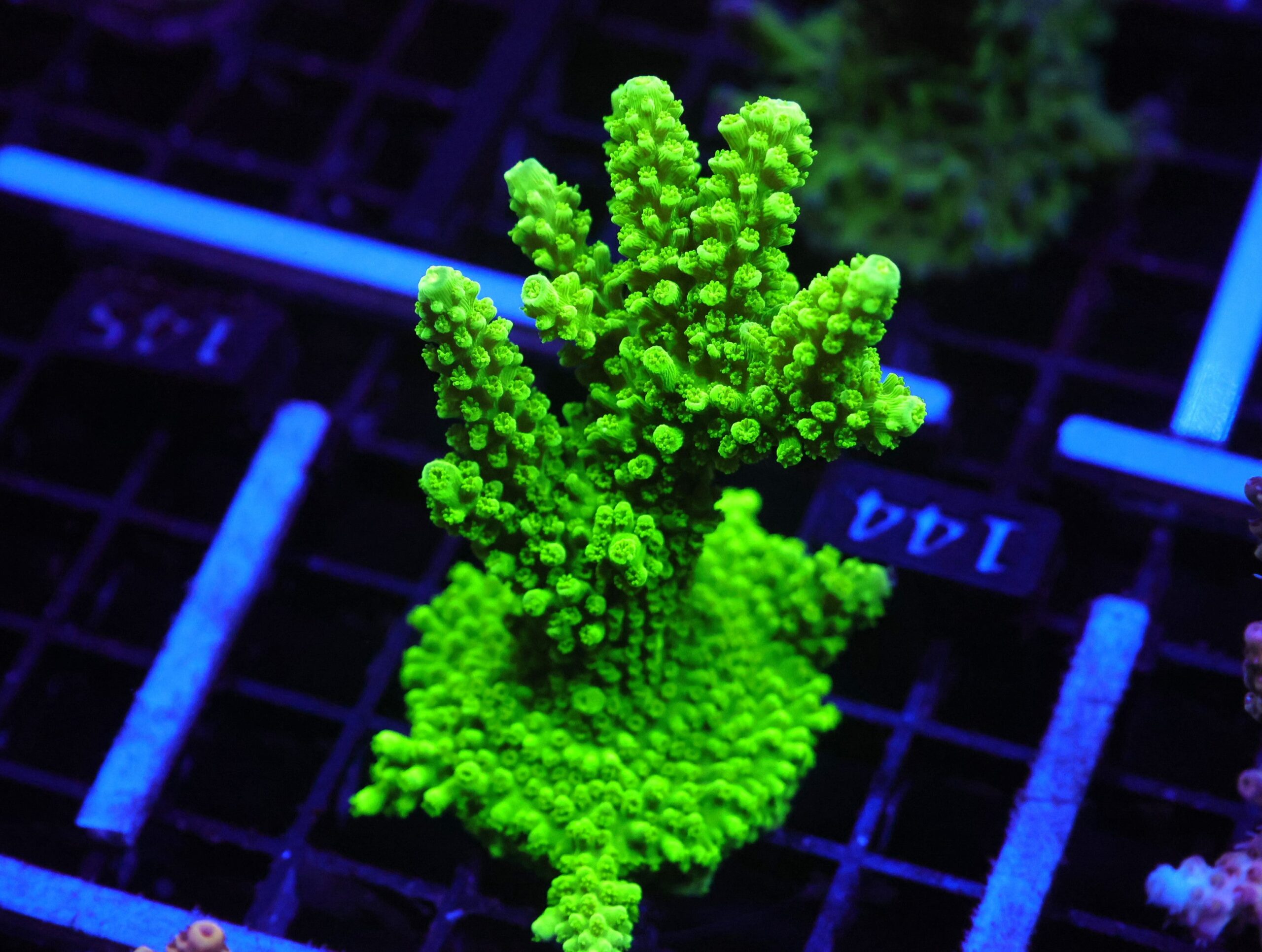 E144 - SDC BALI GREEN SLIMER ACRO XL FRAG