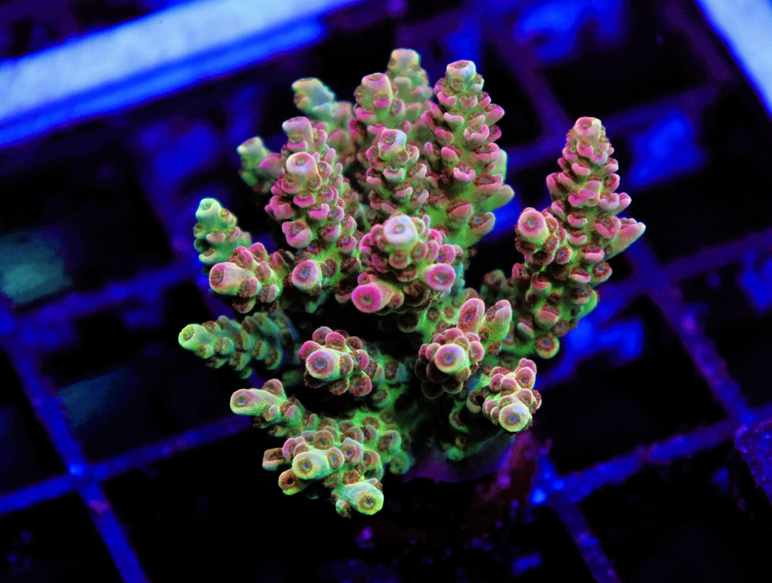 E150 - AUSSIE ACRO FRAG