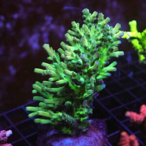 E21 - MALYASIAN LOKANI ACRO XL