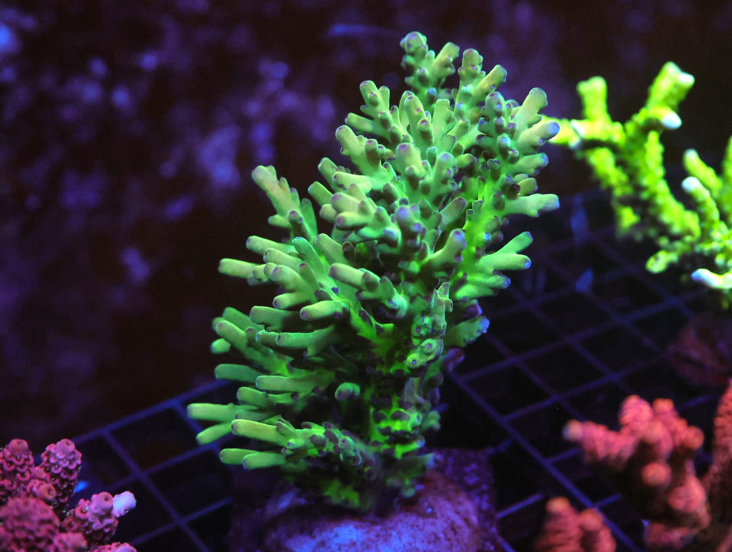 E21 - MALYASIAN LOKANI ACRO XL