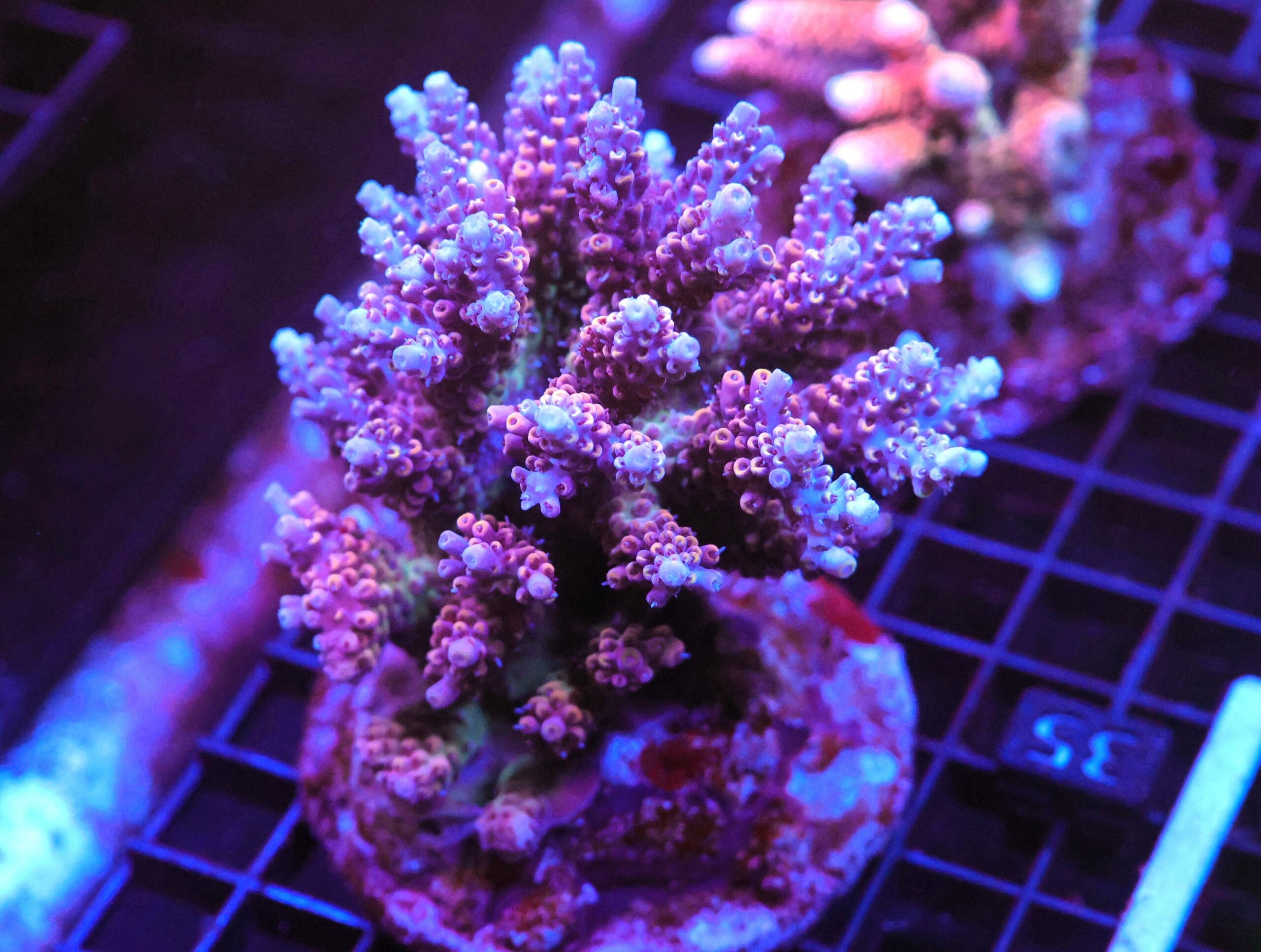 E35 - INDO ACRO PREMIUM TENUIS CULTURED XL