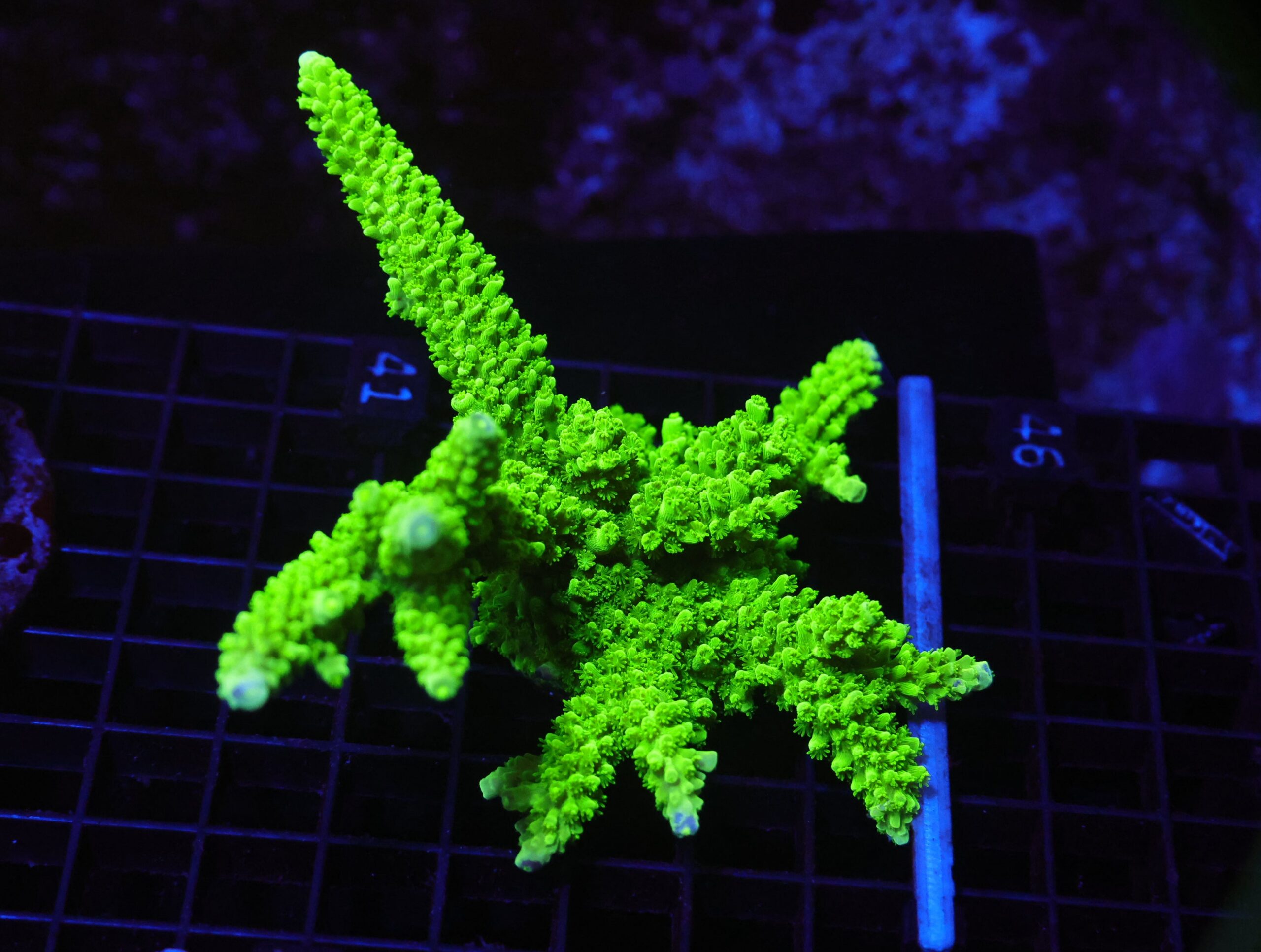 E41 - SDC BALI GREEN SLIMER ACRO XL FRAG