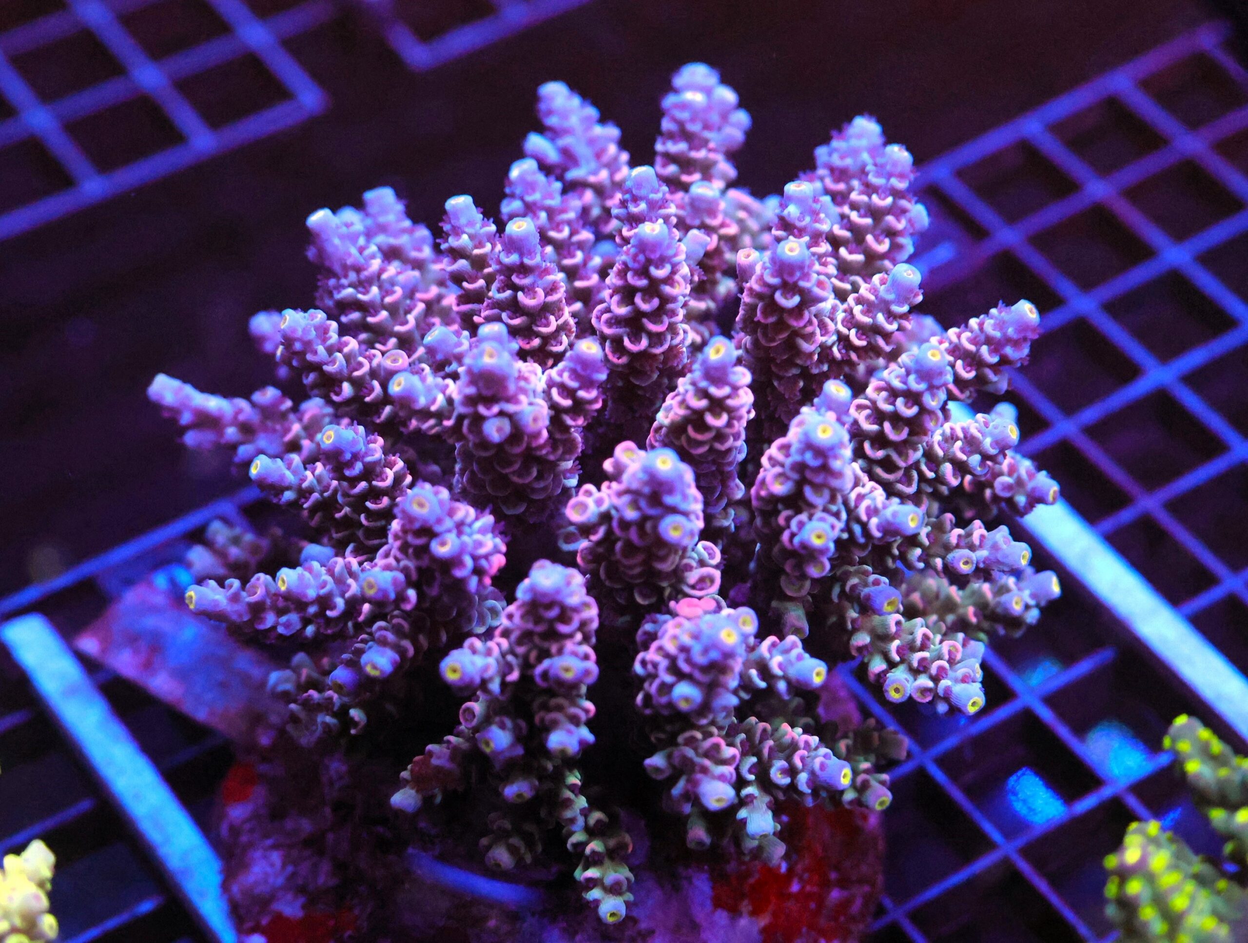 E56 - INDO ACRO RAINBOW TENUIS CULTURED XL