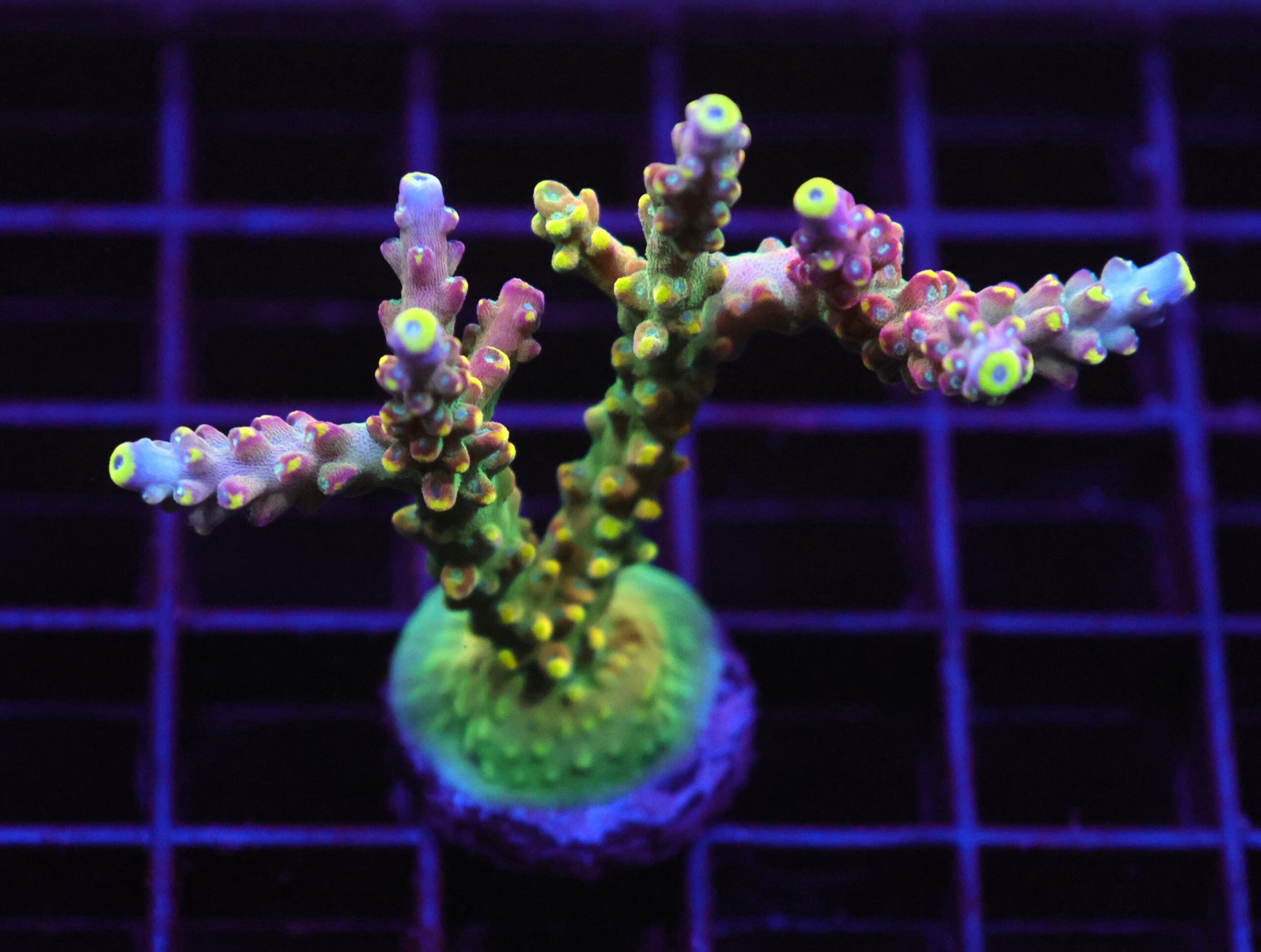 E63 - SDC MIC DROP ACRO XXL FRAG