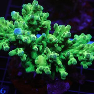 E66 - INDO ACRO PREMIUM SMOOTHIE CULTURED LG