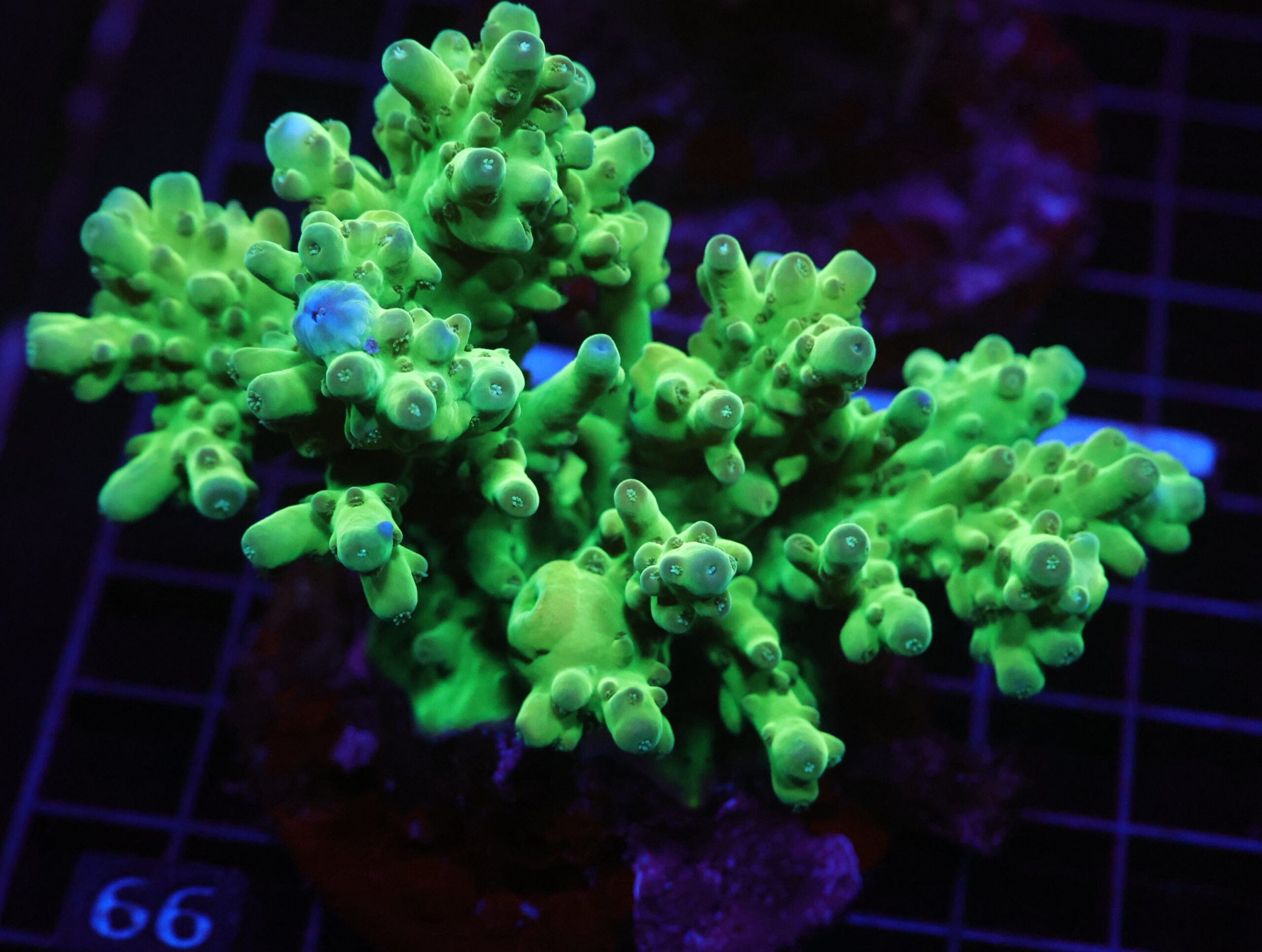 E66 - INDO ACRO PREMIUM SMOOTHIE CULTURED LG