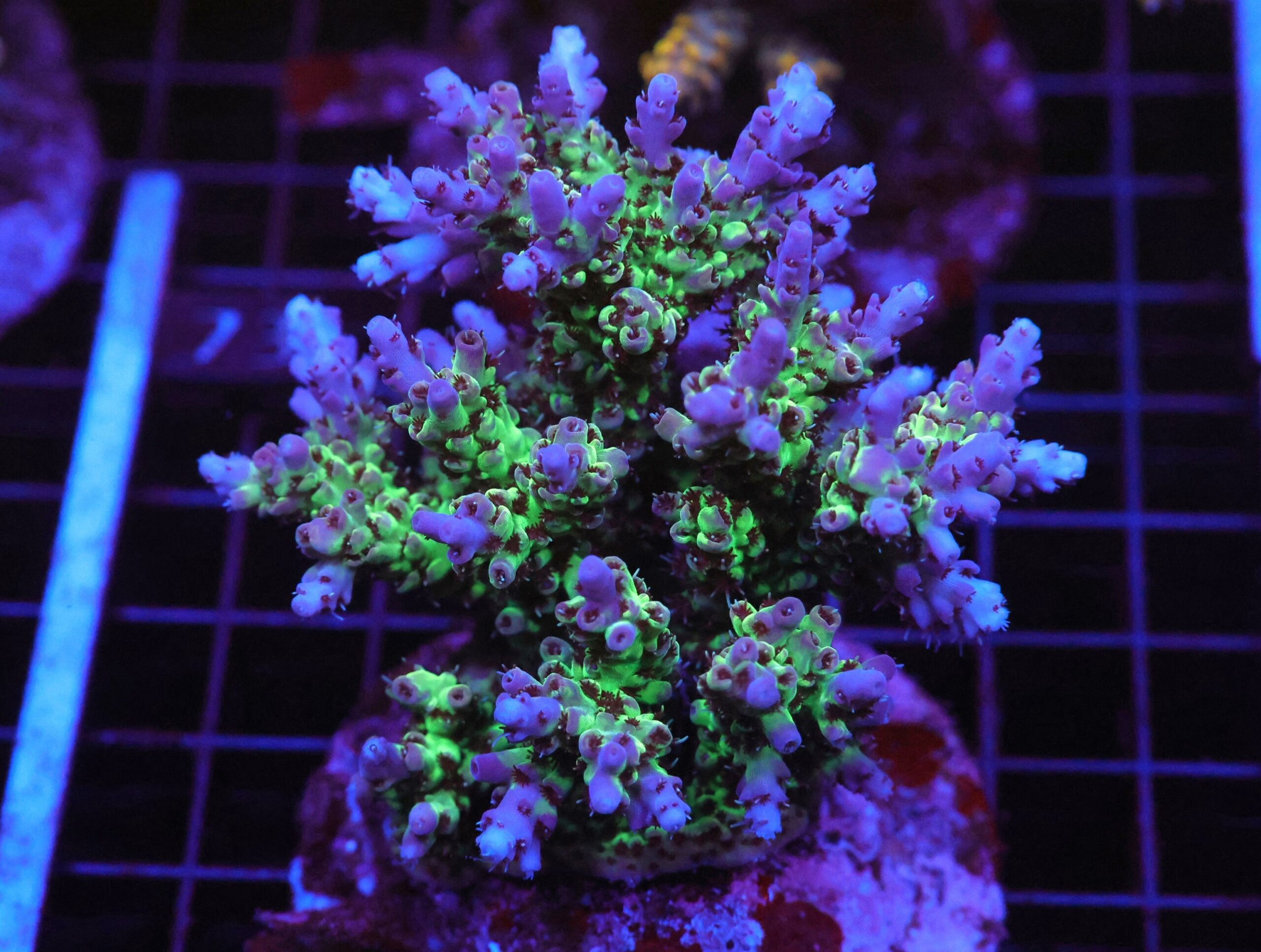 E68 - INDO ACRO PREMIUM CULTURED LG