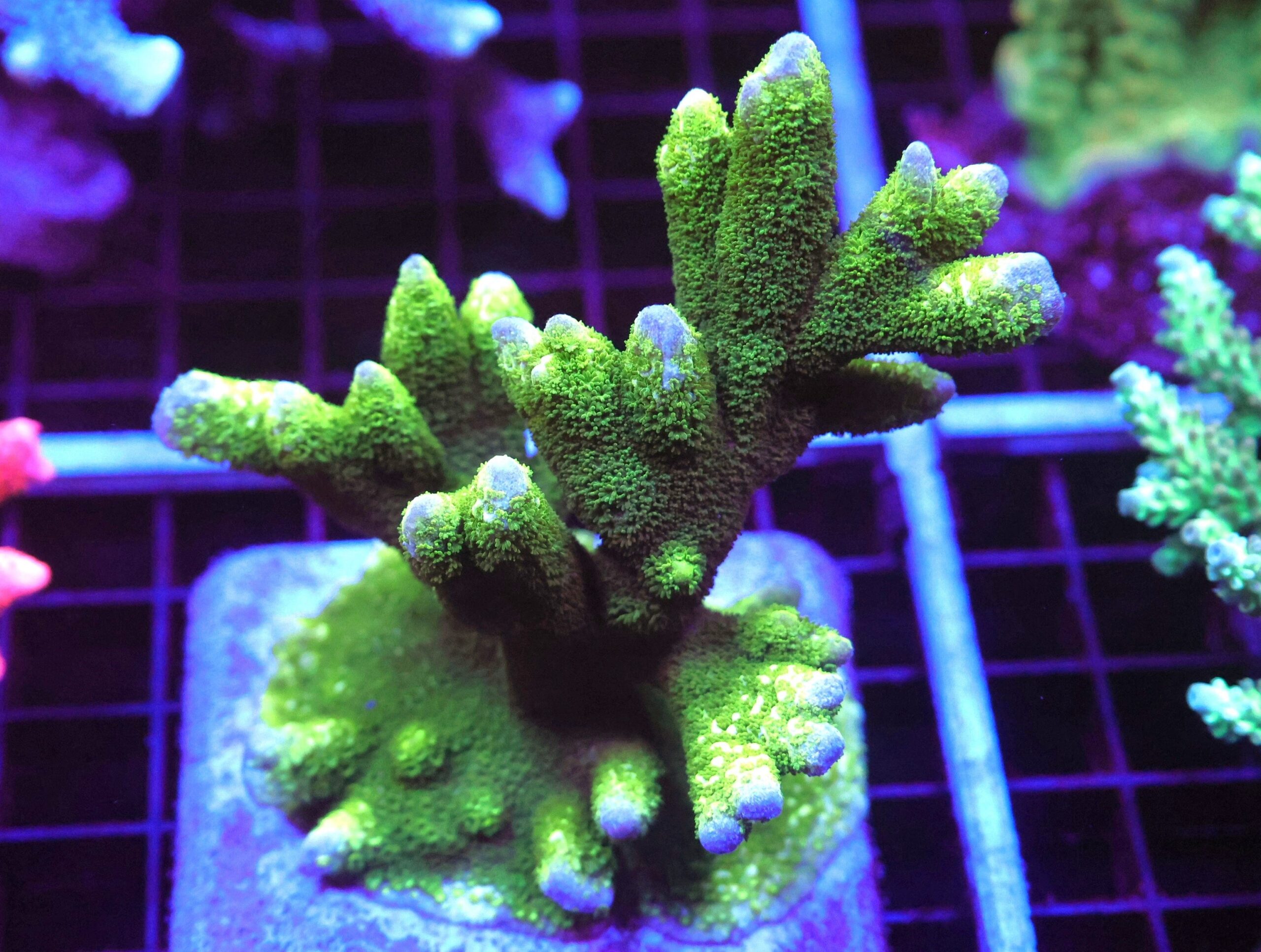 E84 - SDC BLACK FOREST MONTIPORA DIGI COLONY