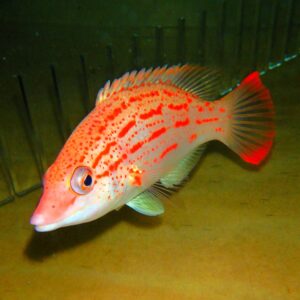 F05 - RED SASHED HOGFISH 6 INCH BODIANUS RUBRISOS
