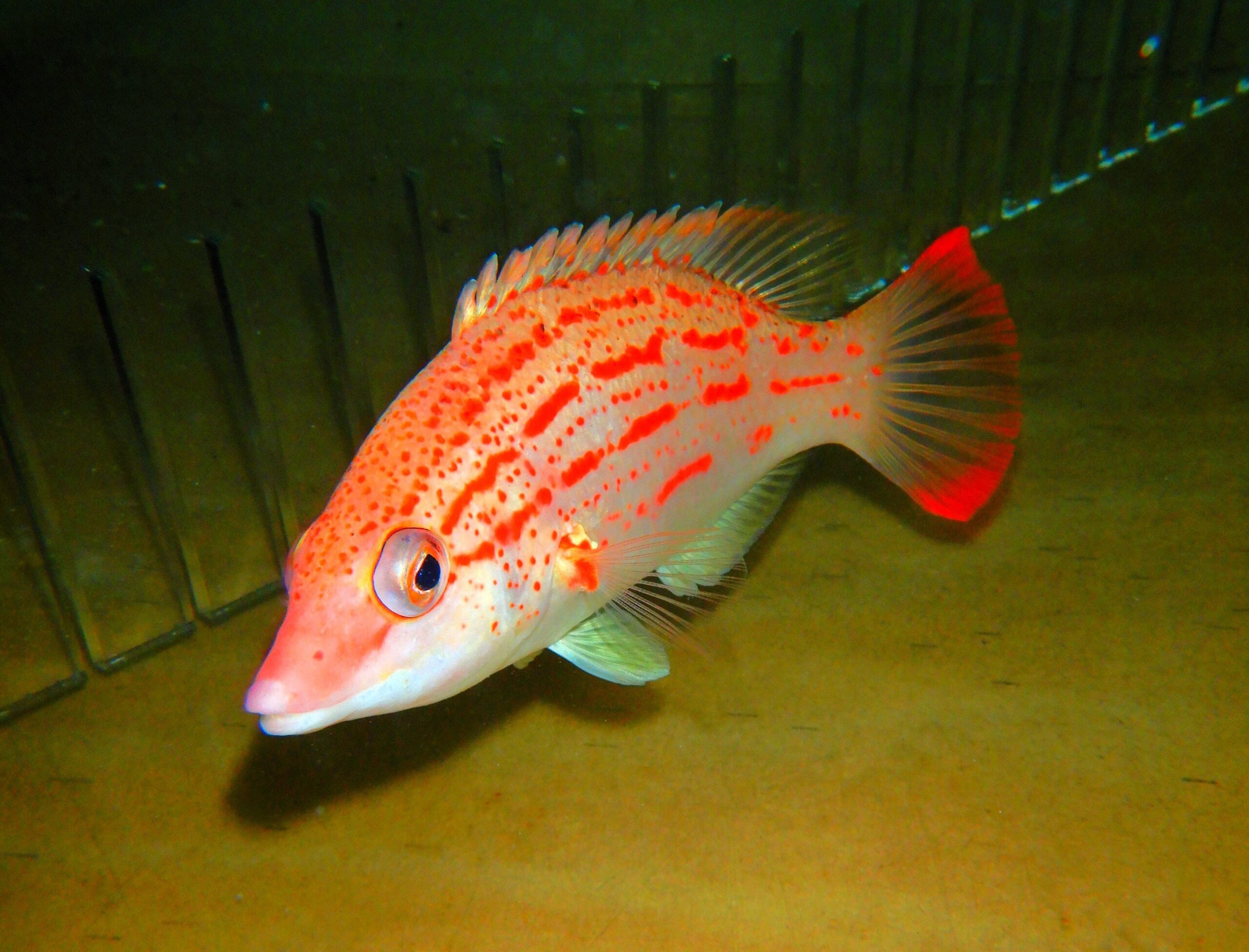 F05 - RED SASHED HOGFISH 6 INCH BODIANUS RUBRISOS