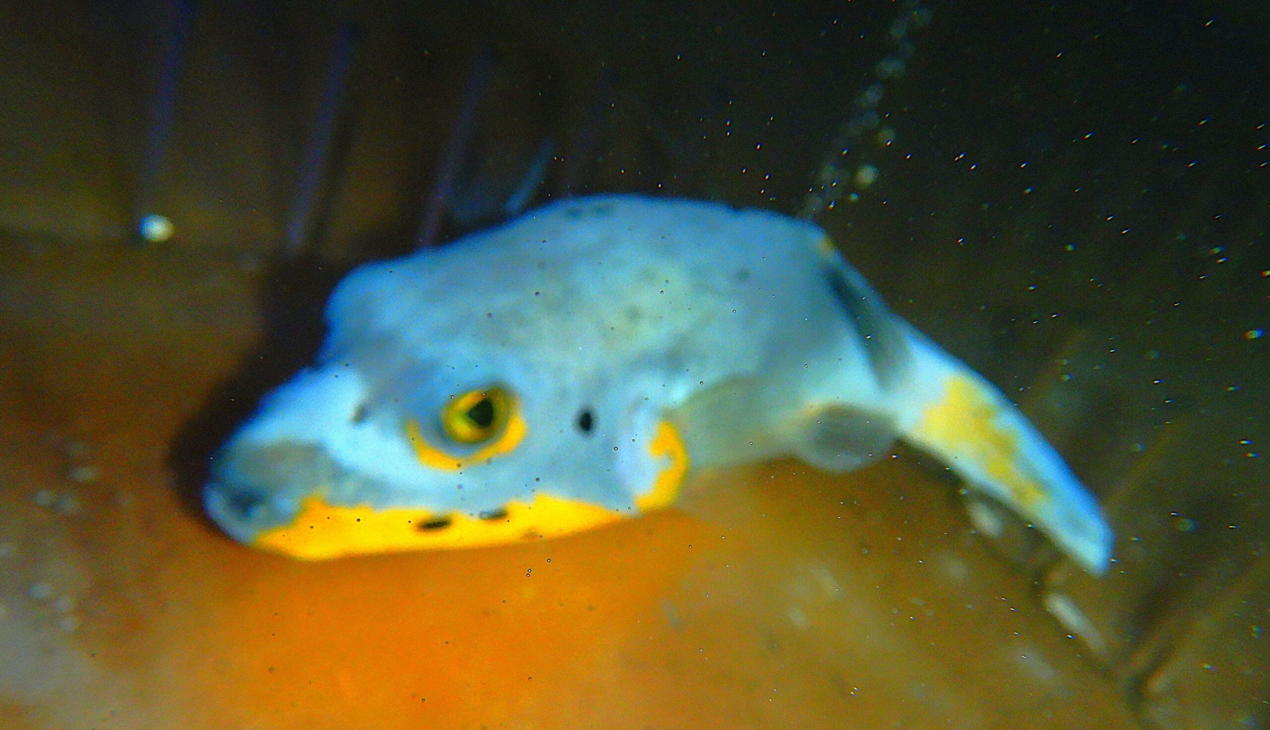 F16 - ULTRA YELLOW BELLY DOGFACE PUFFER LG