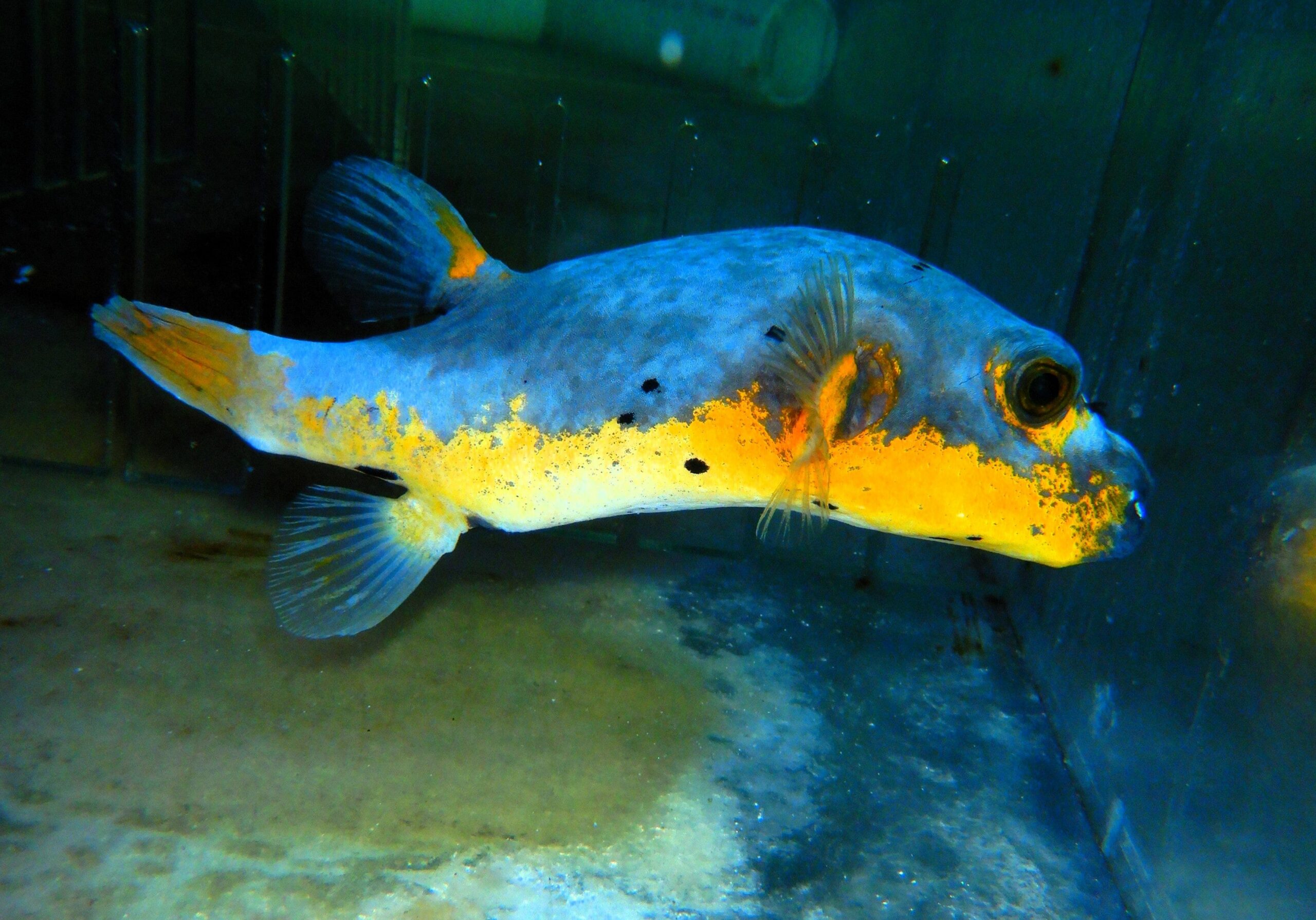 F17 - ULTRA YELLOW BELLY DOGFACE PUFFER LG