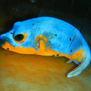 F15 - ULTRA YELLOW BELLY DOGFACE PUFFER LG