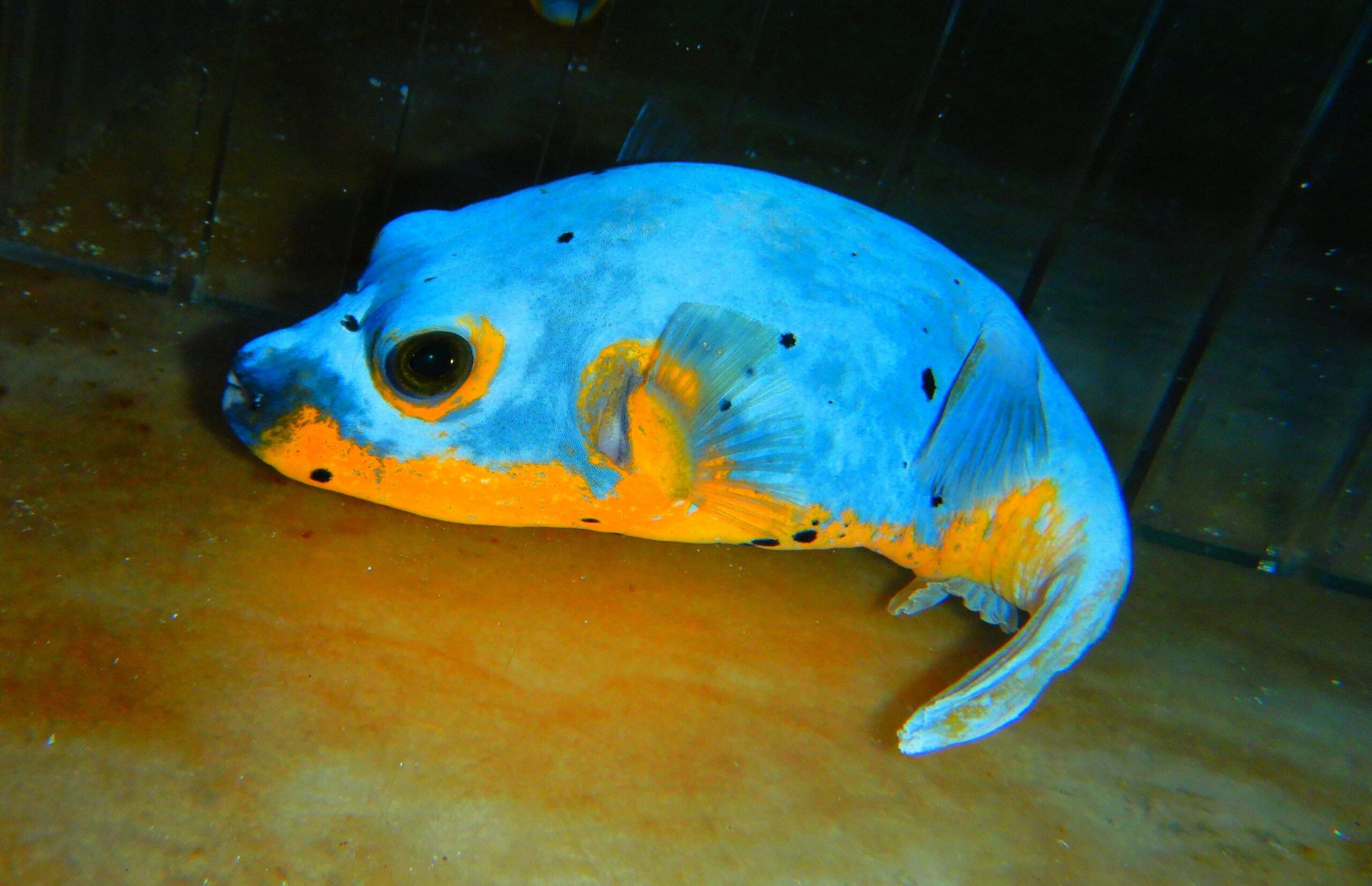 F15 - ULTRA YELLOW BELLY DOGFACE PUFFER LG