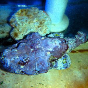 F24 - PURPLE DEVIL SCORPION FISH 7 TO 8 INCH