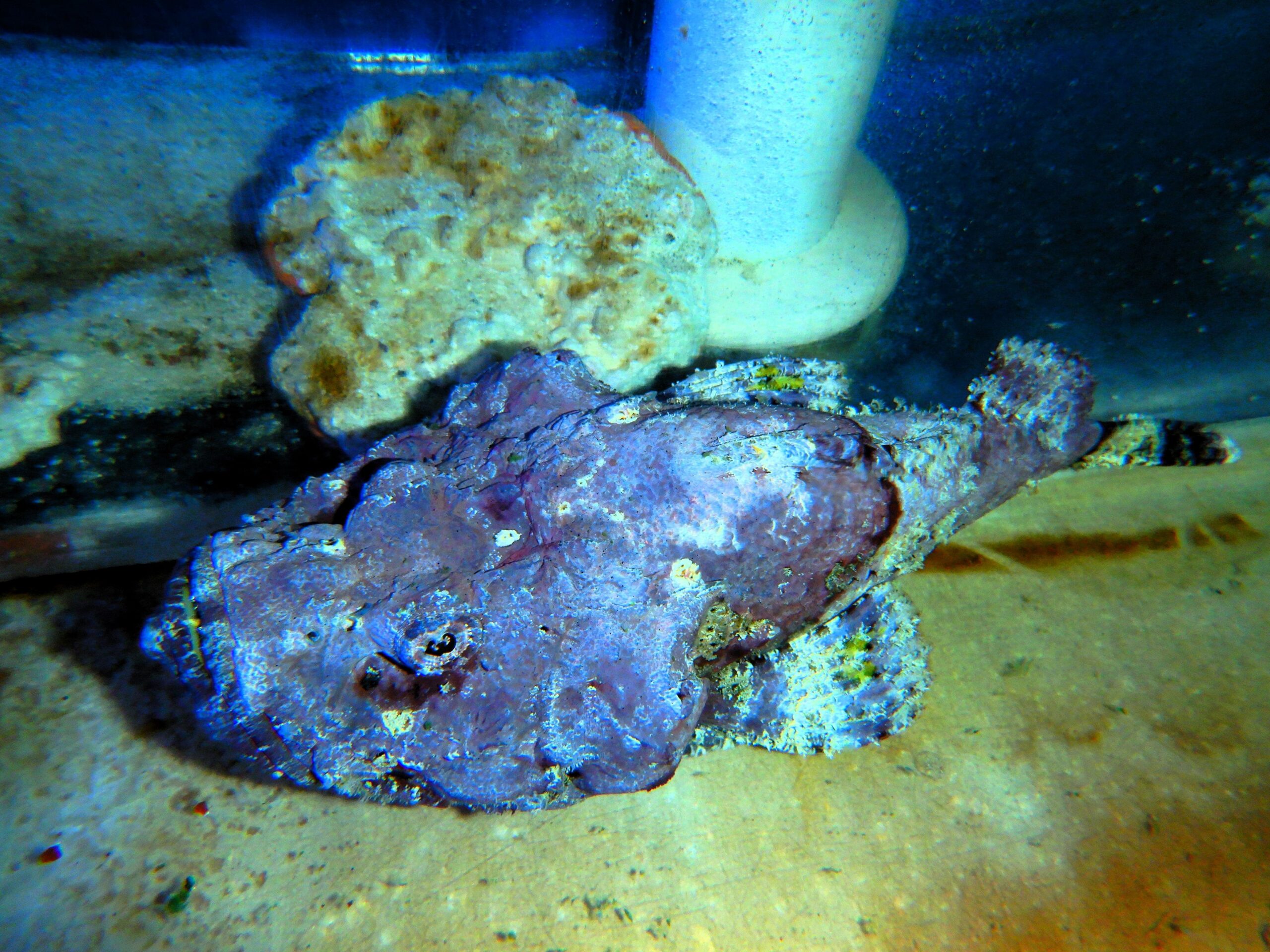 F24 - PURPLE DEVIL SCORPION FISH 7 TO 8 INCH